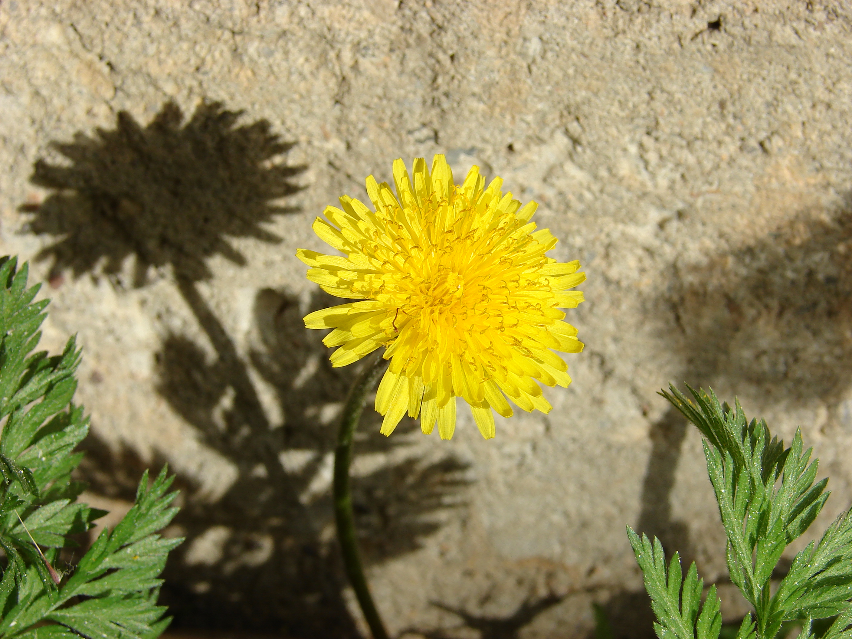 Dandelion-7582