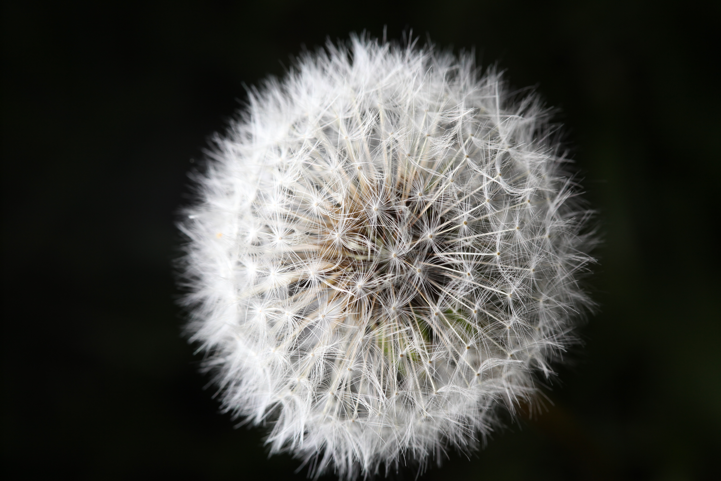 DandelionDandelion