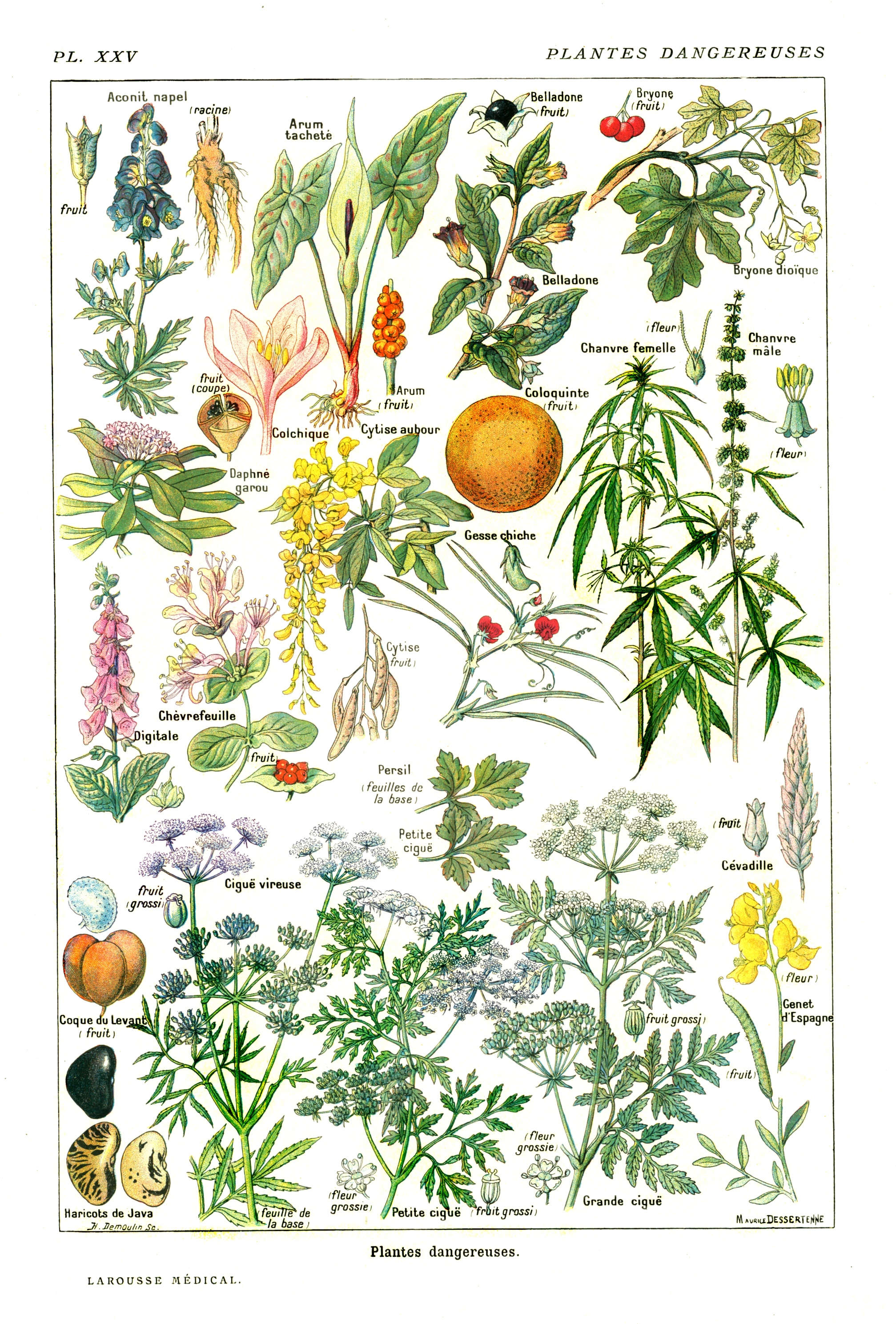 DangereusePlants-Larousse1912