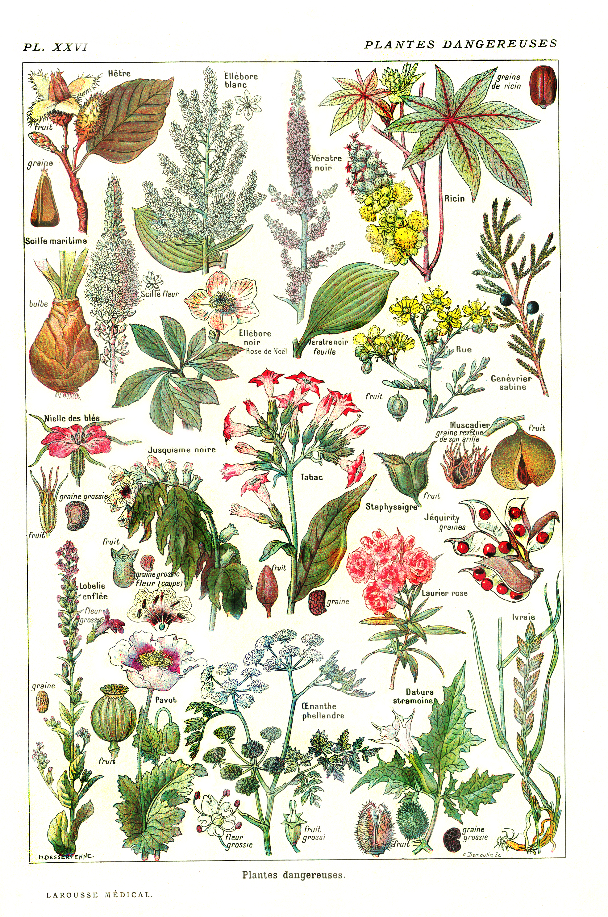 DangereusePlantsII-Larousse1912