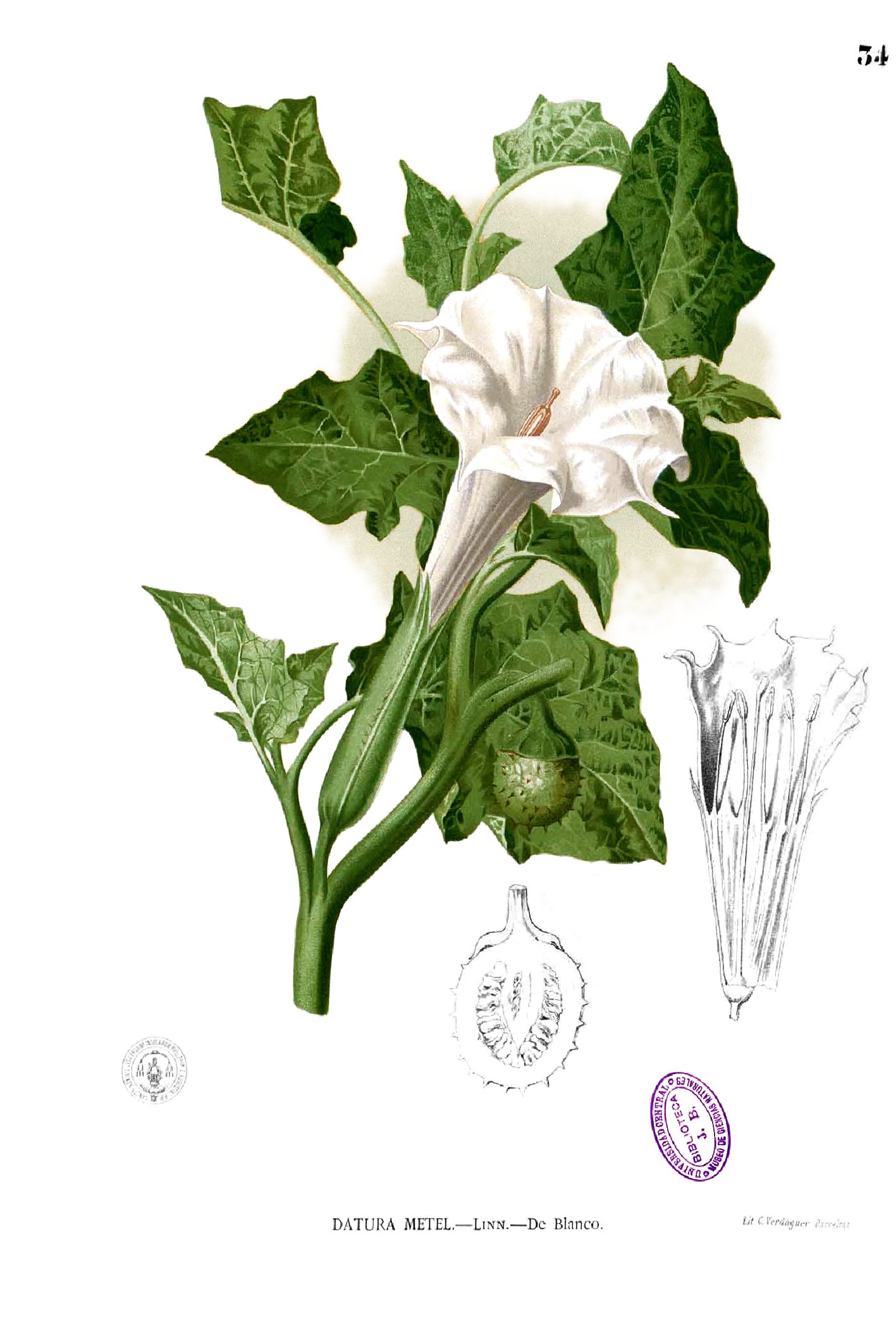 Datura metel Blanco1.34