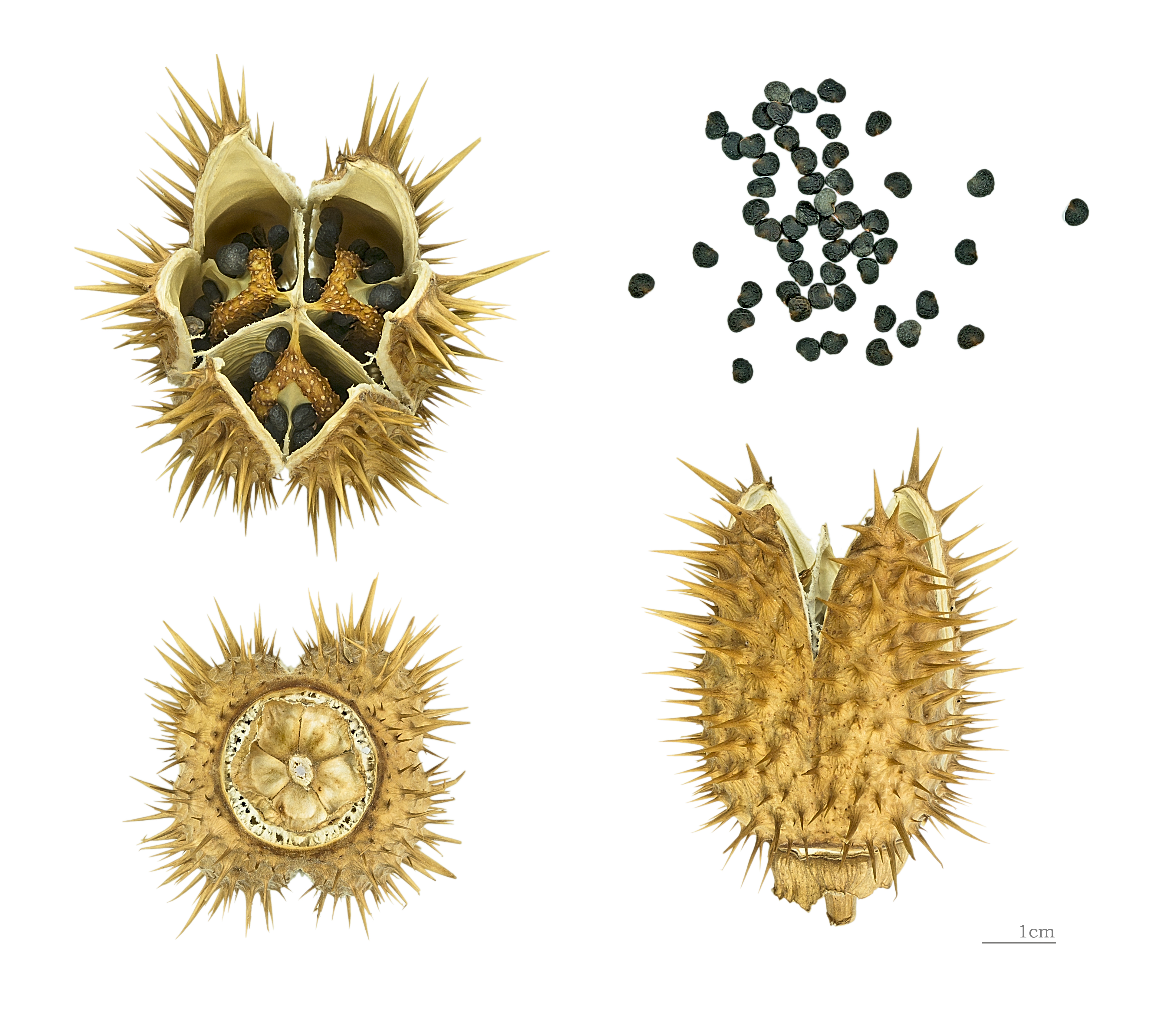 Datura stramonium MHNT.BOT.2004.0.263a