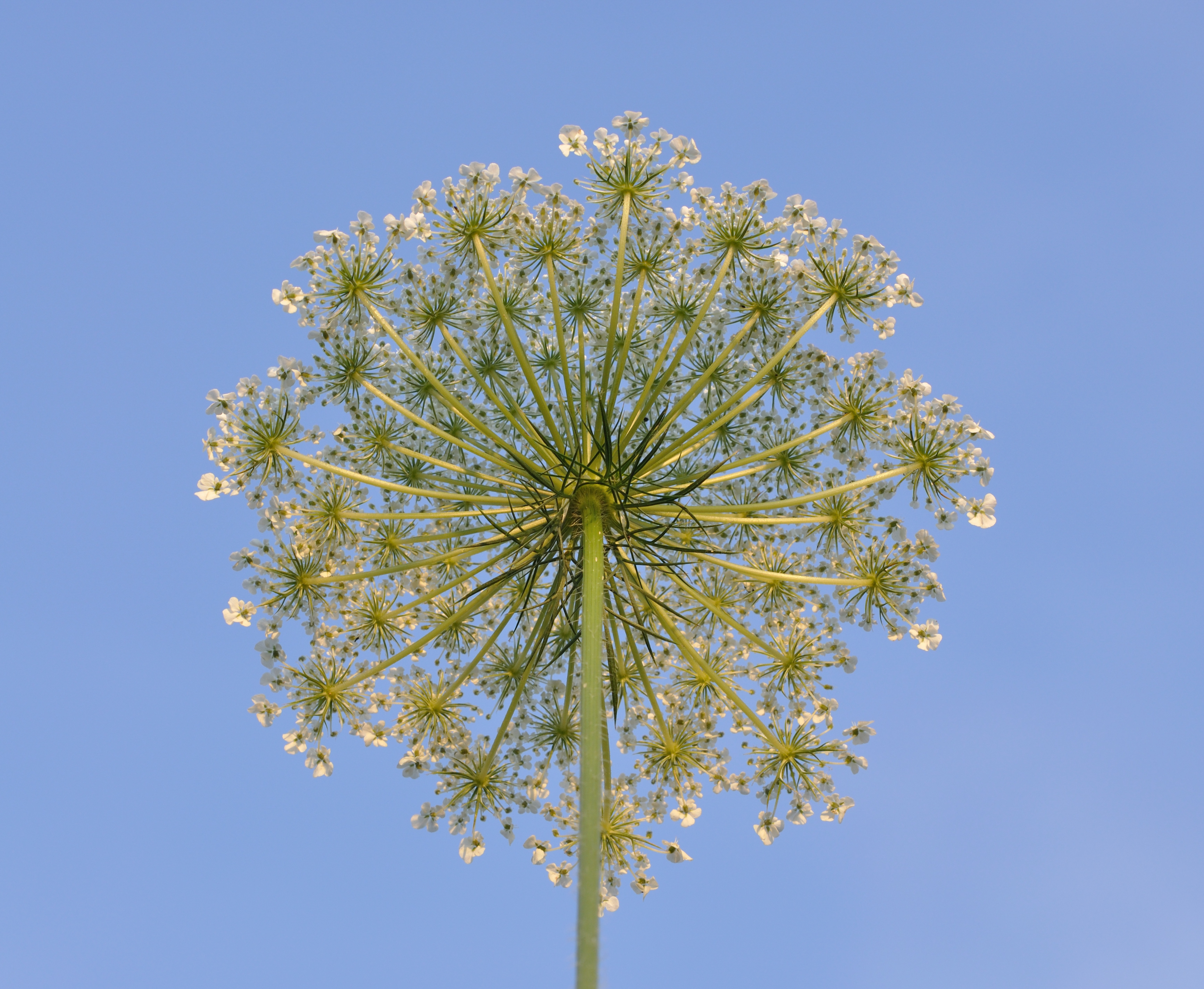 Daucus carota qtl1