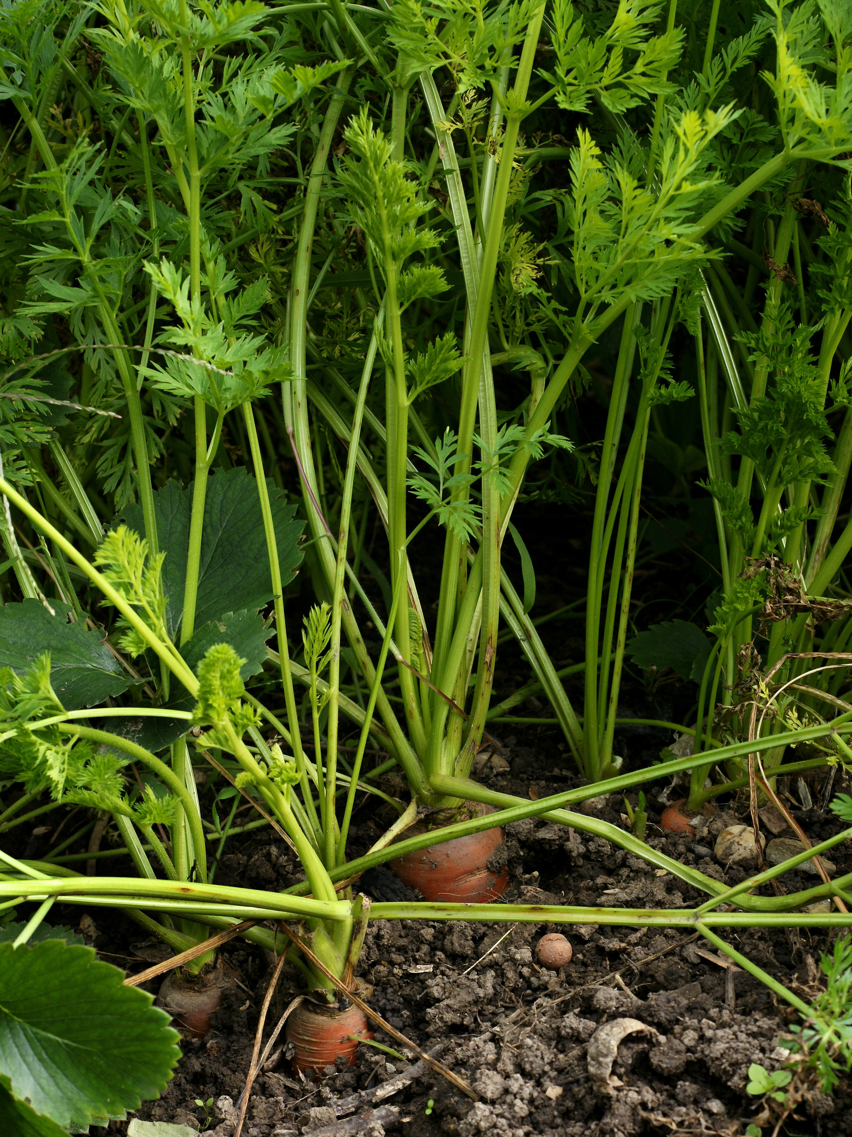 Daucus carota subsp. sativus,Karotten