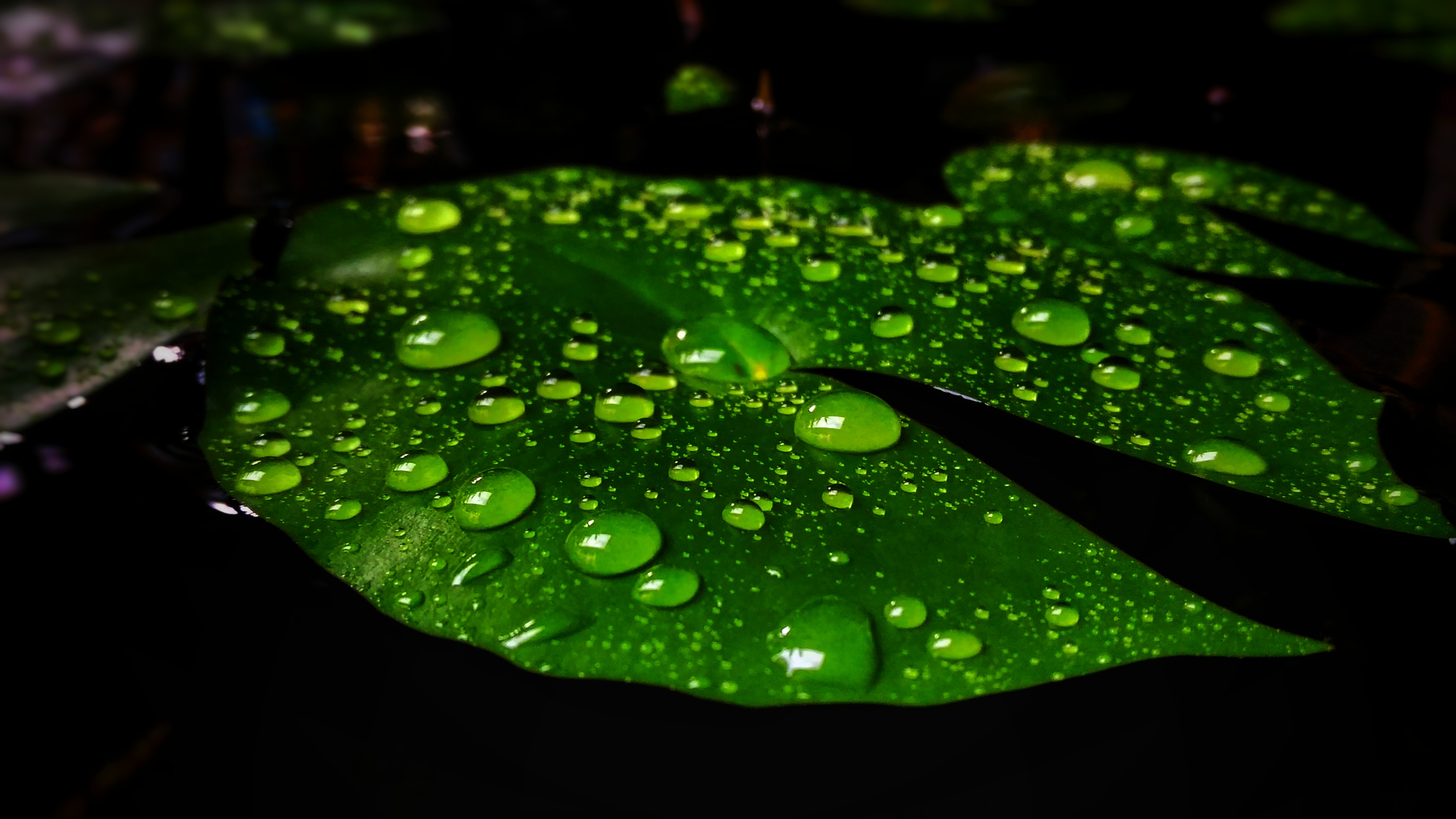 Daun teratai