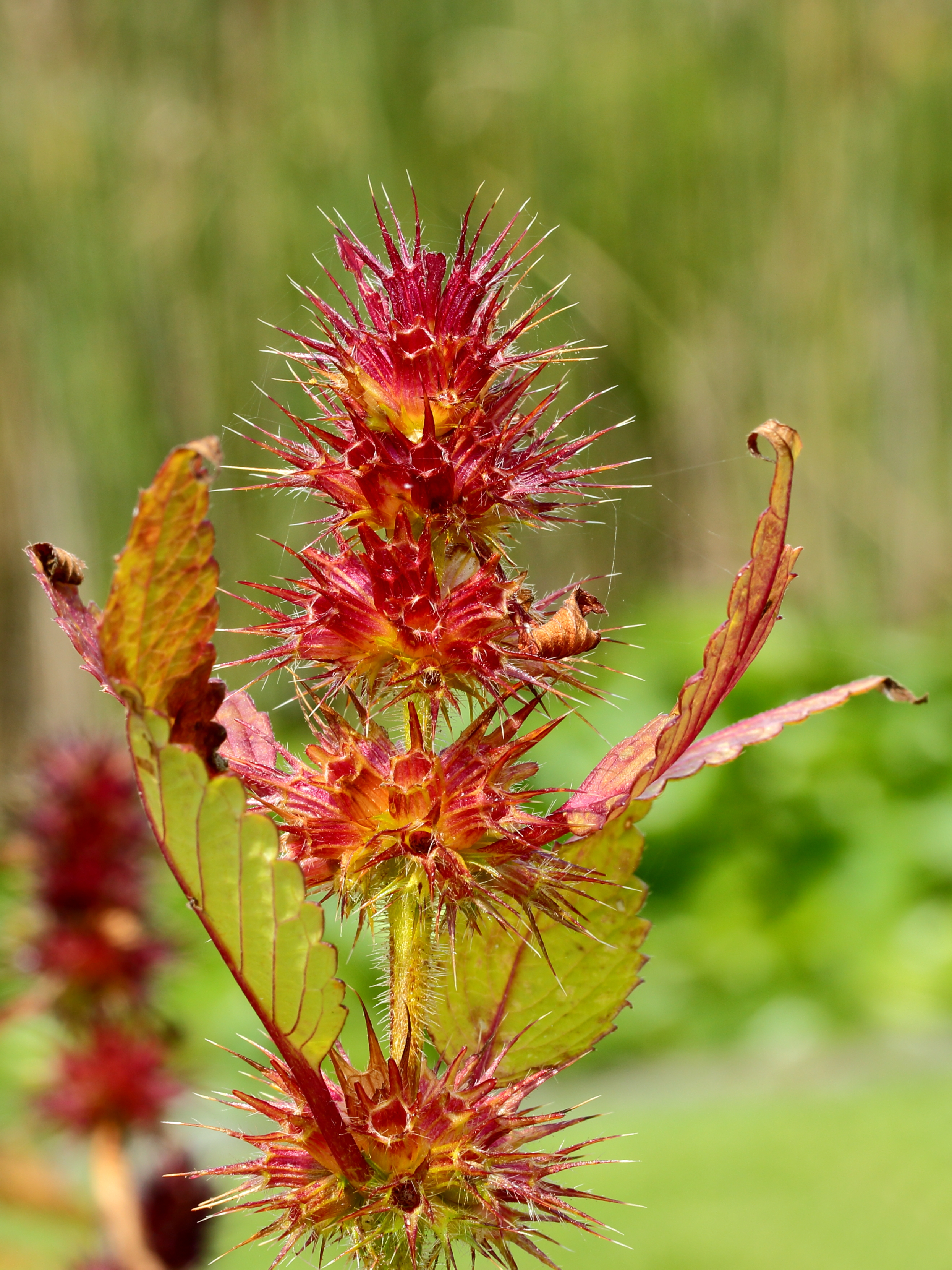 Dauwnetel (Galeopsis speciosa). Locatie De Kruidhof