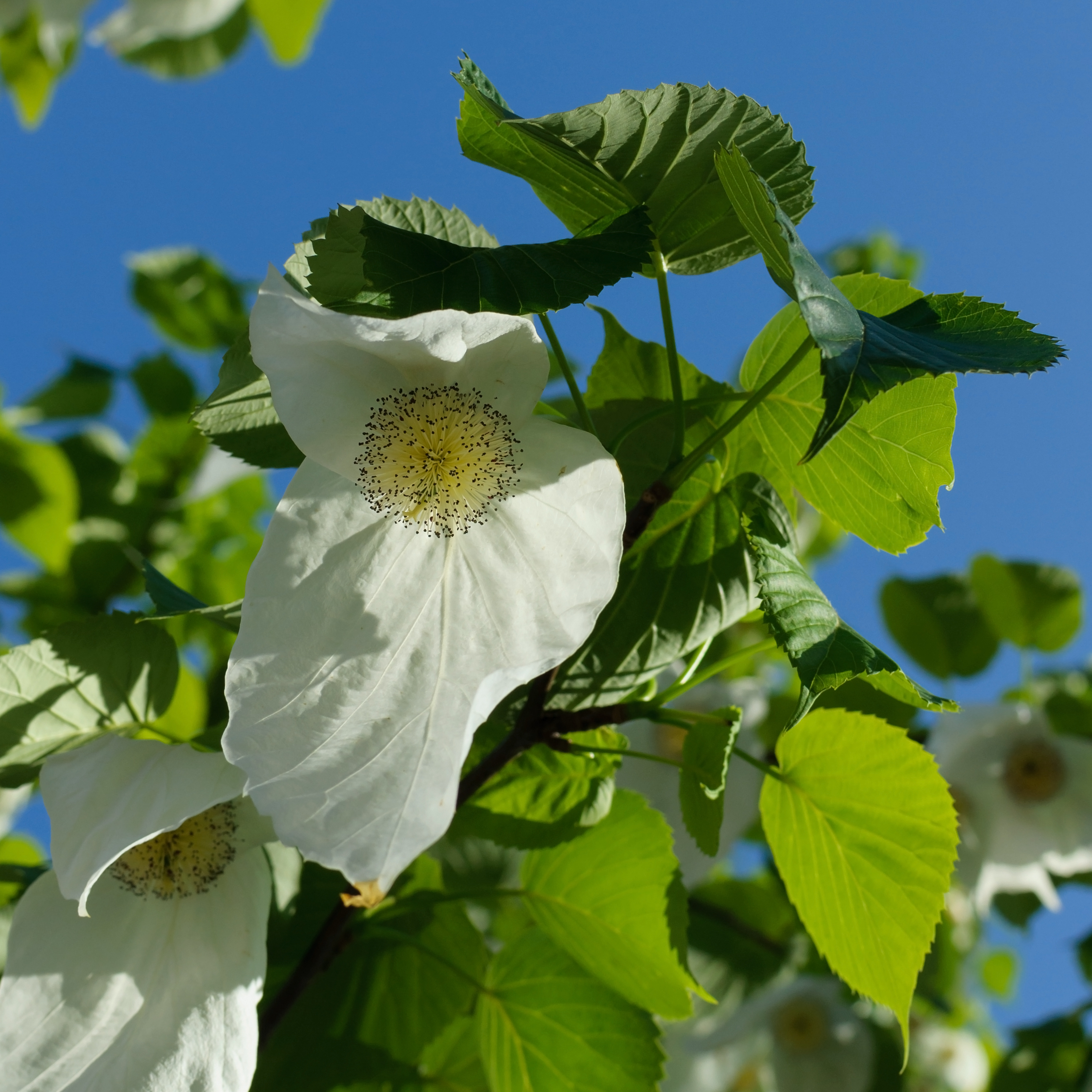 Davidia involucrata inflorescence foliage 01