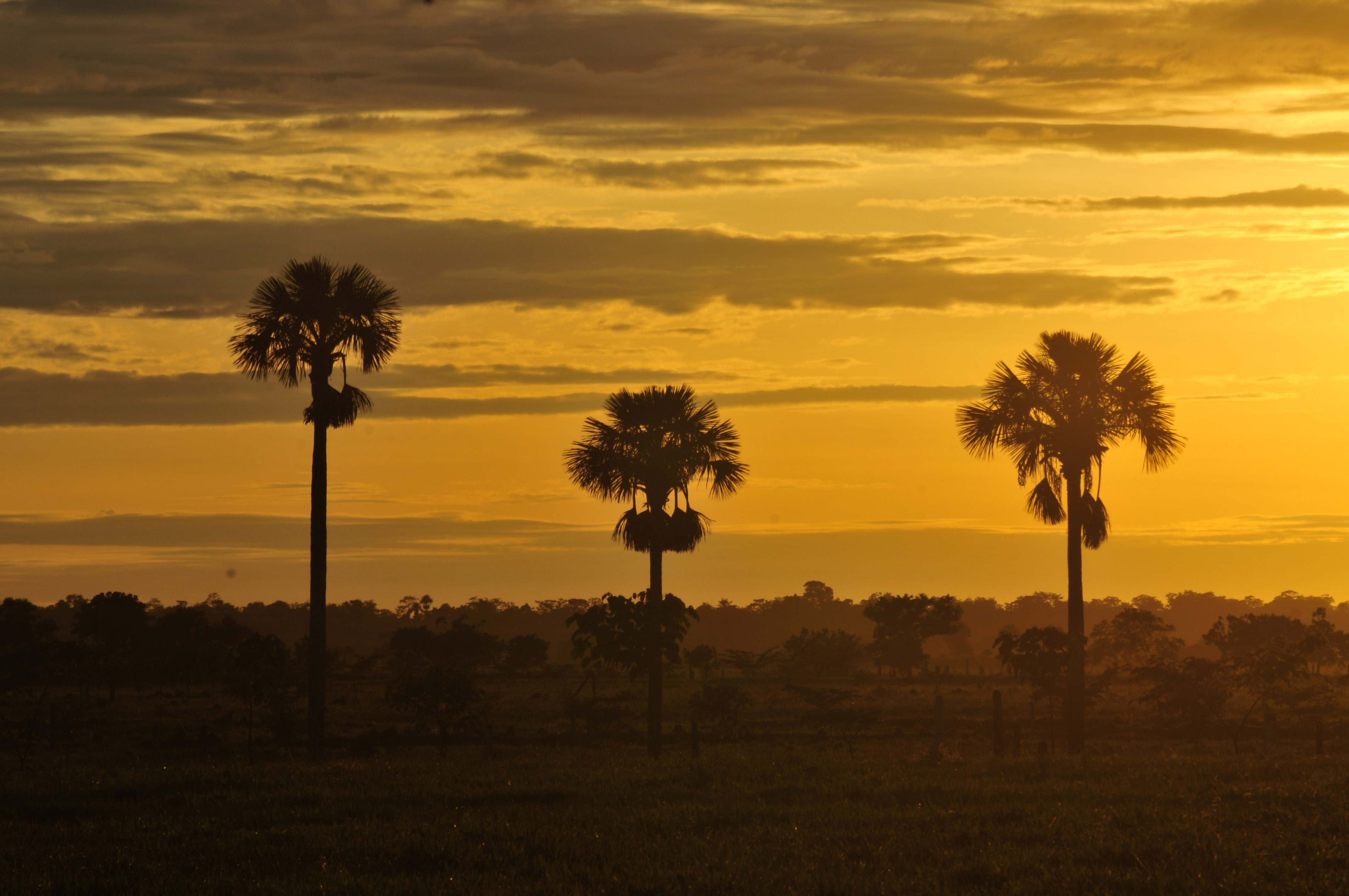 Dawn in Llanos, Colombia