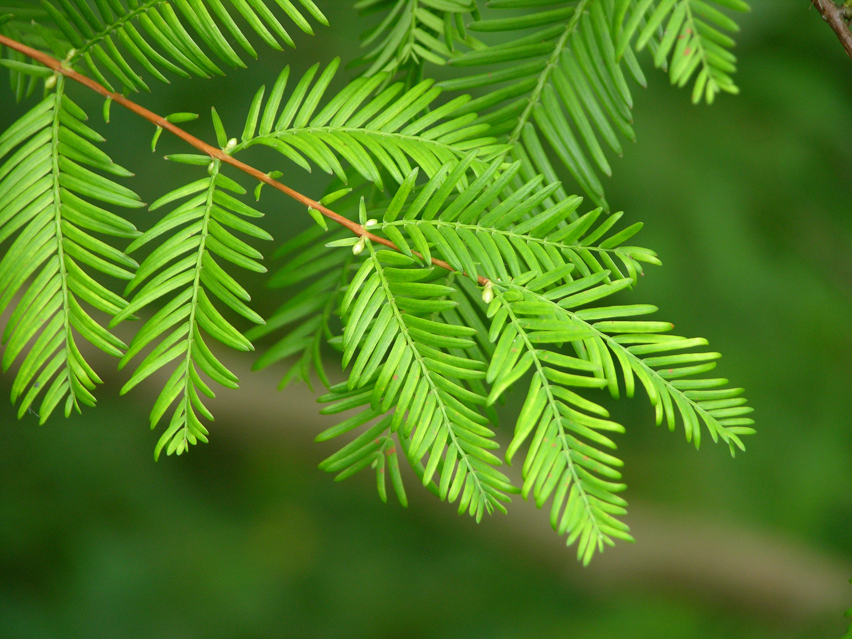 Dawn Redwood Metasequoia glyptostroboides Needles 3264px
