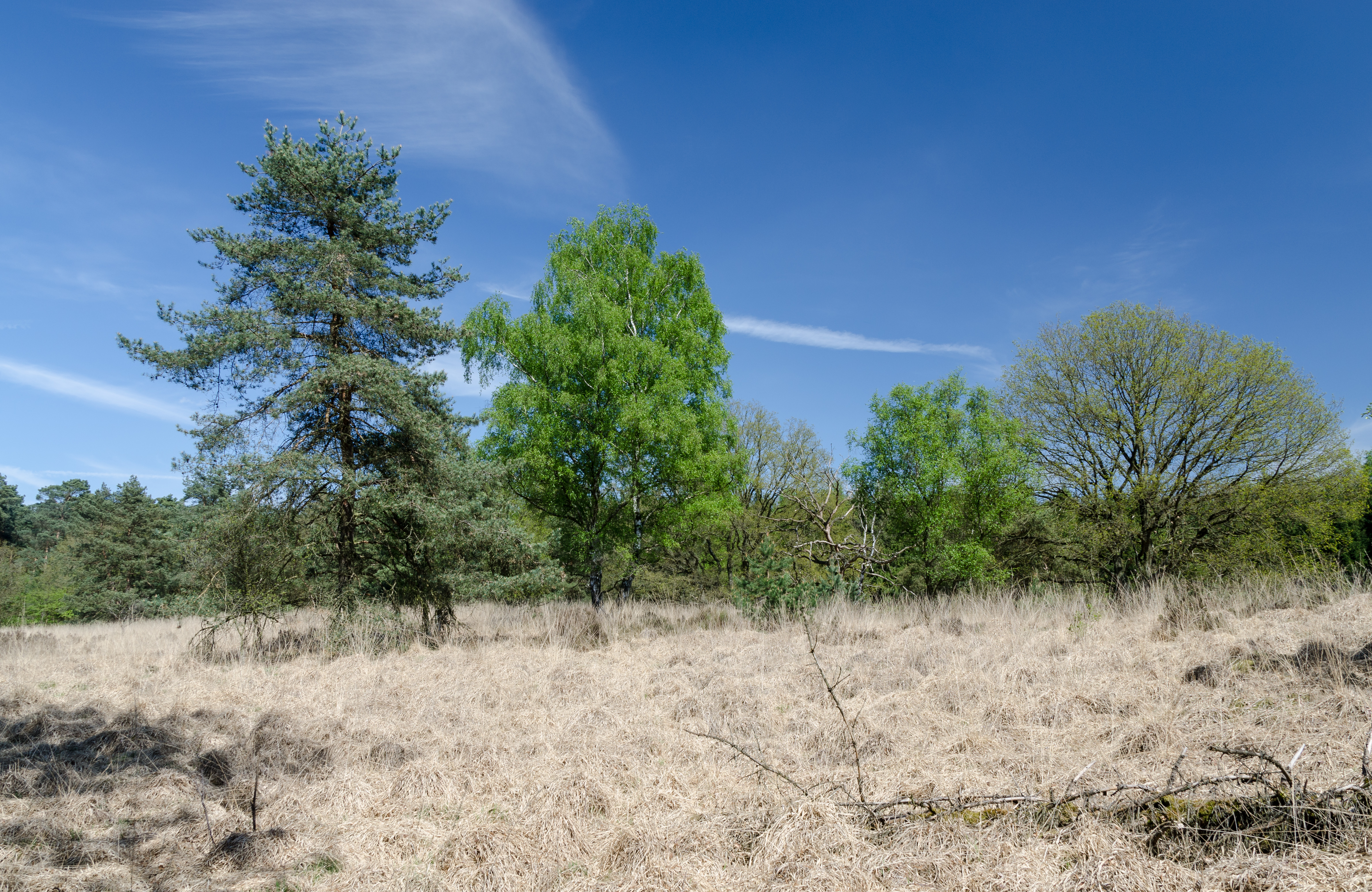 De-Meinweg-Landschaft-Fruehjahr-2013-04
