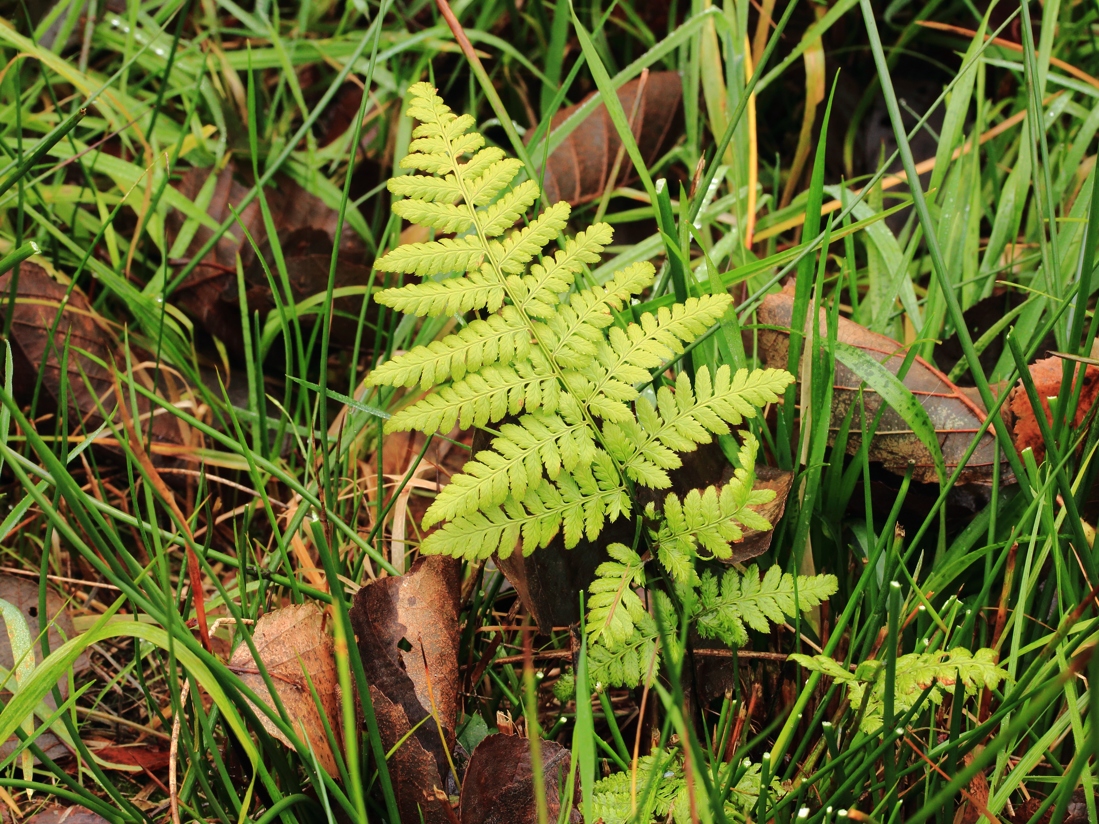 De Alde Feanen (Wikelslân) Brede stekelvaren (Dryopteris dilatata)