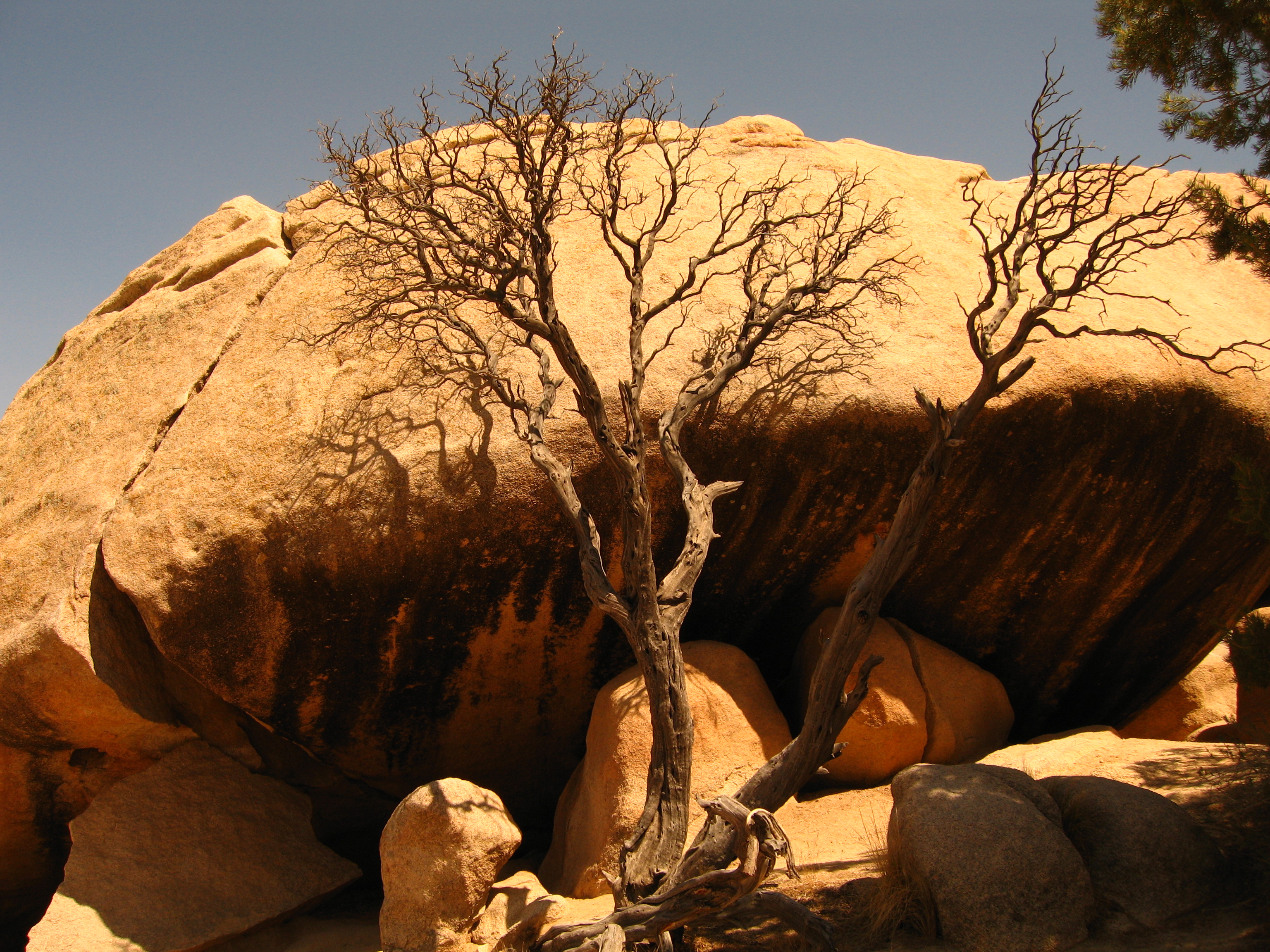 Dead oak tree; Barker Dam Trail