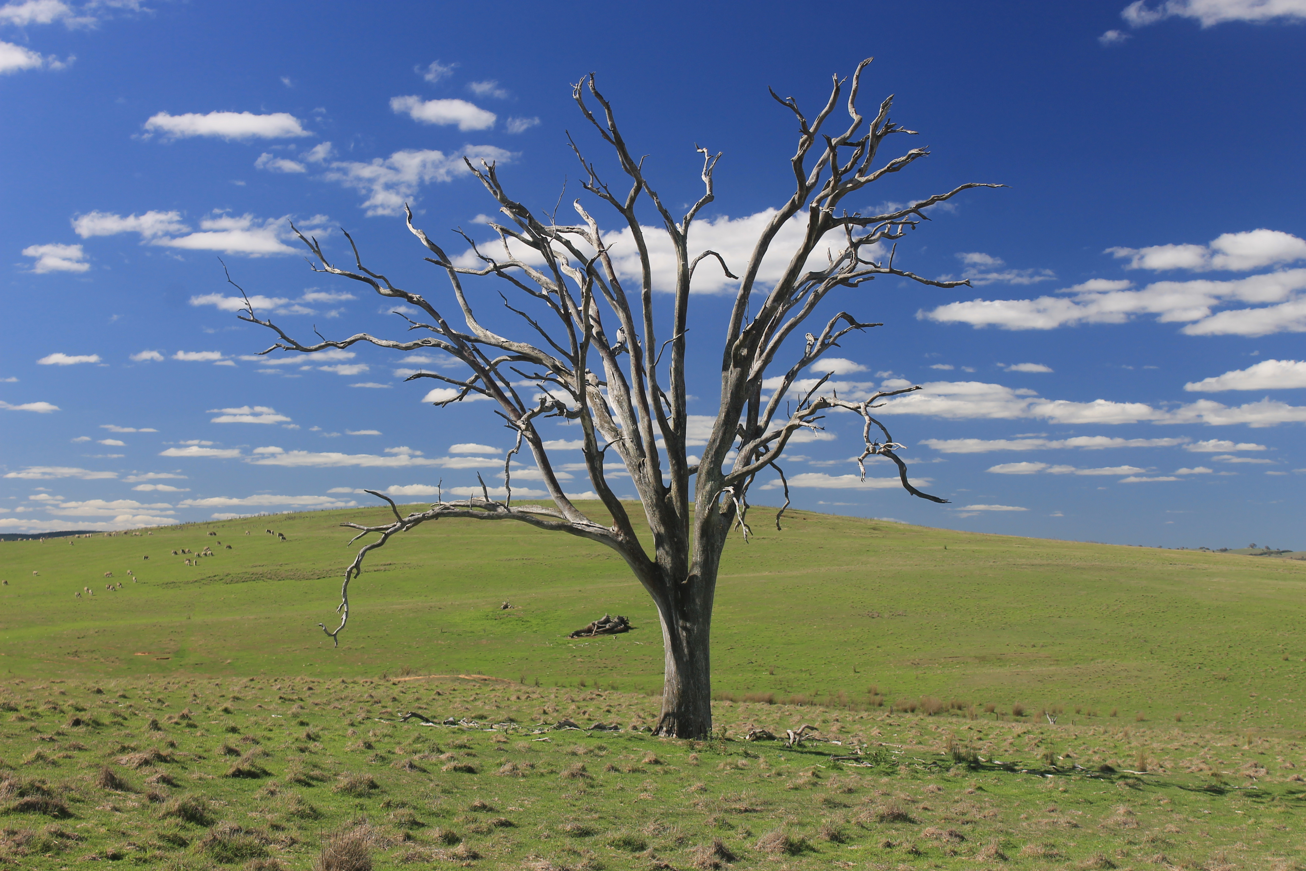 Dead tree, Old South Road, Breadalbane, NSW