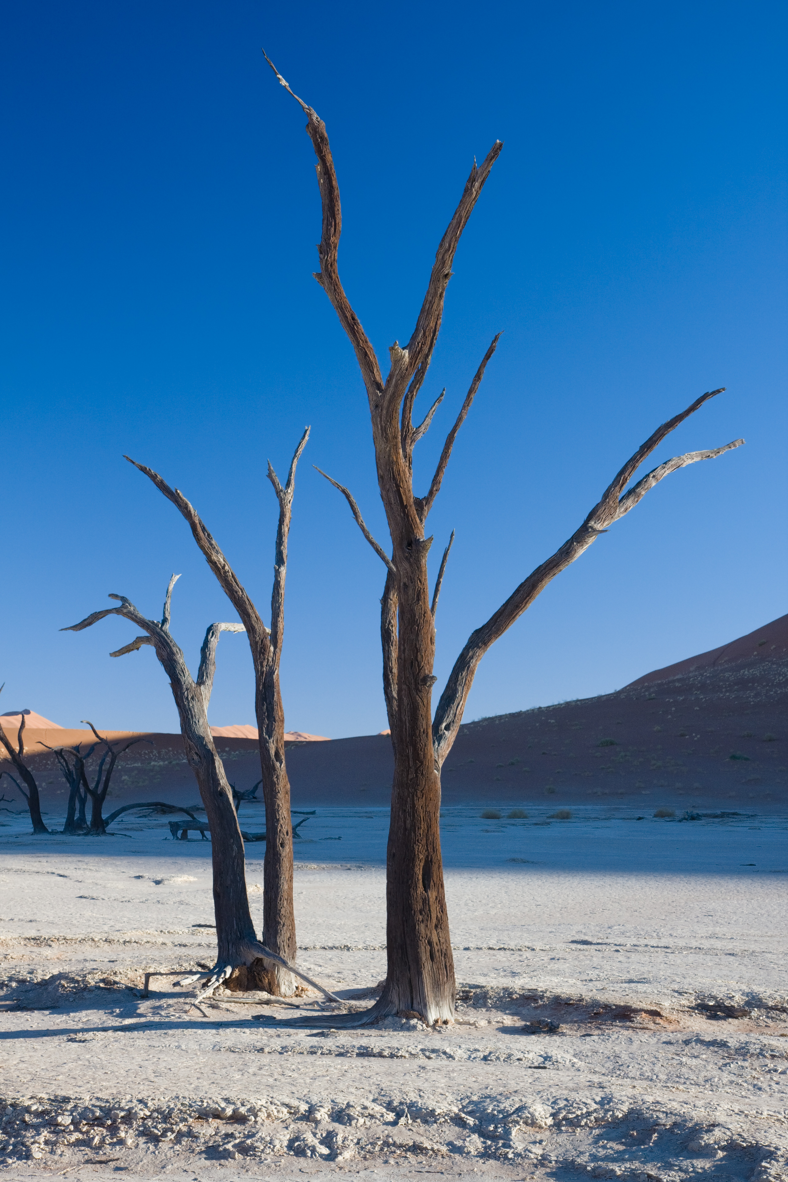 Dead Vlei 2