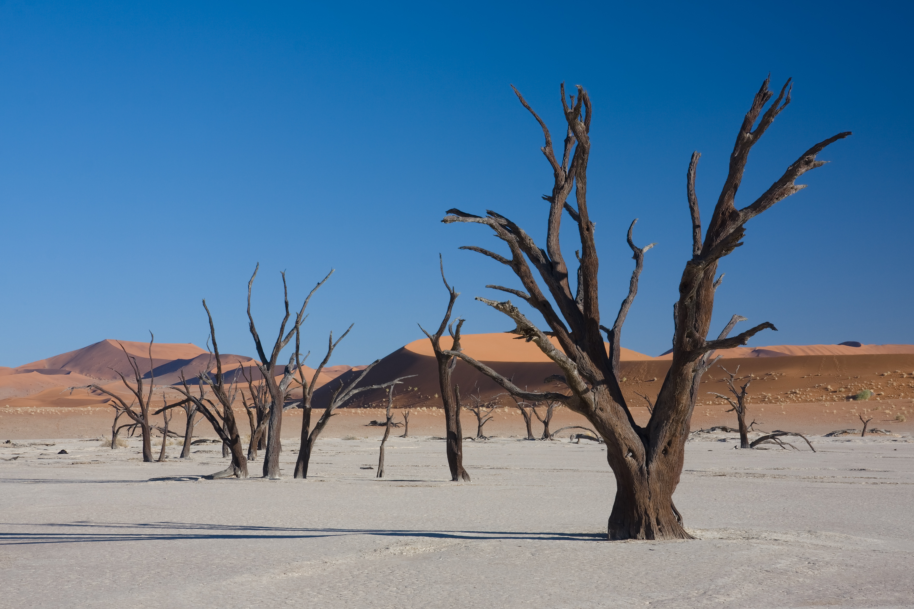 Dead Vlei 4