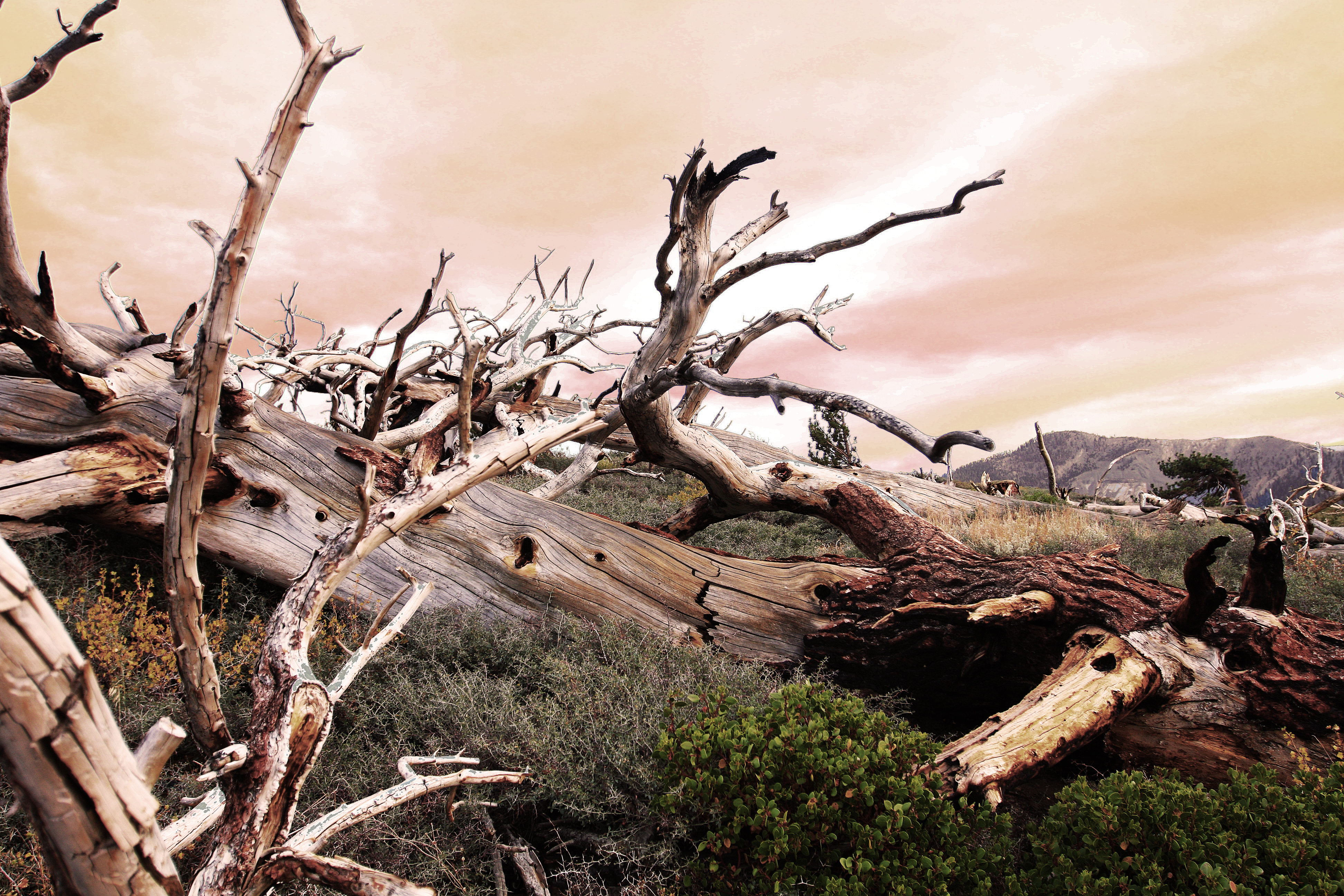 Dead Wood (8025095336)