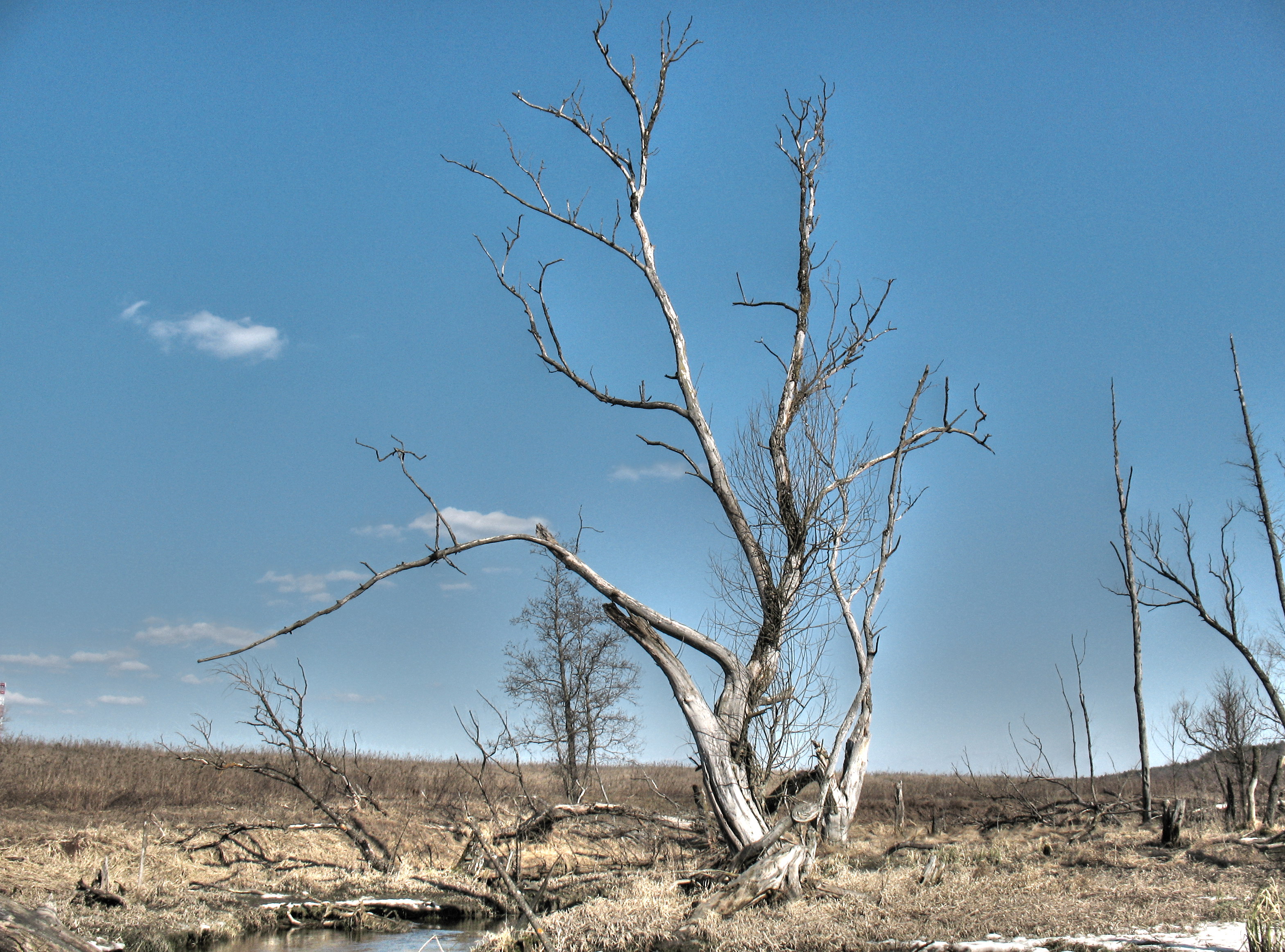 Dead wood - panoramio