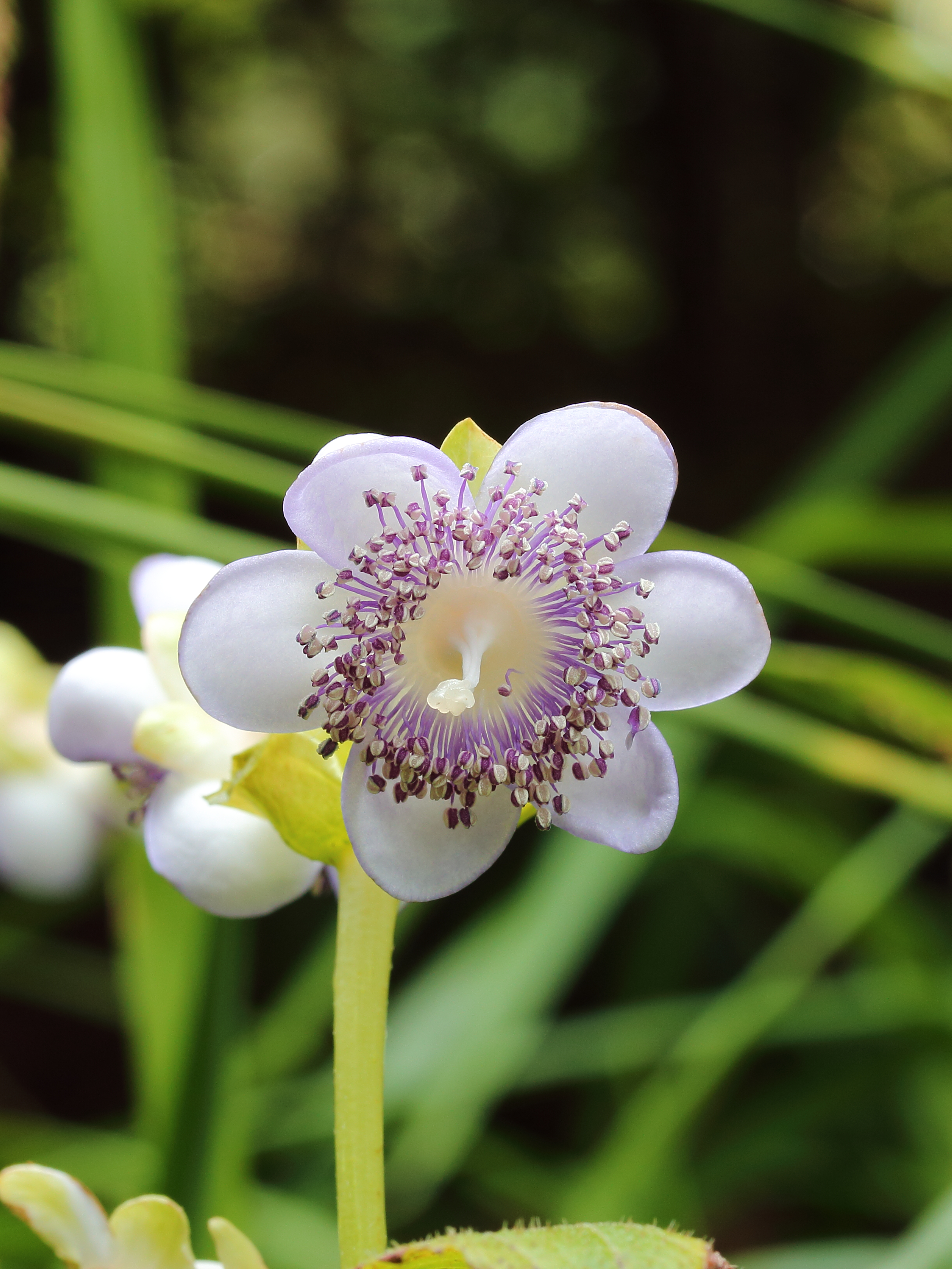 Deinanthe