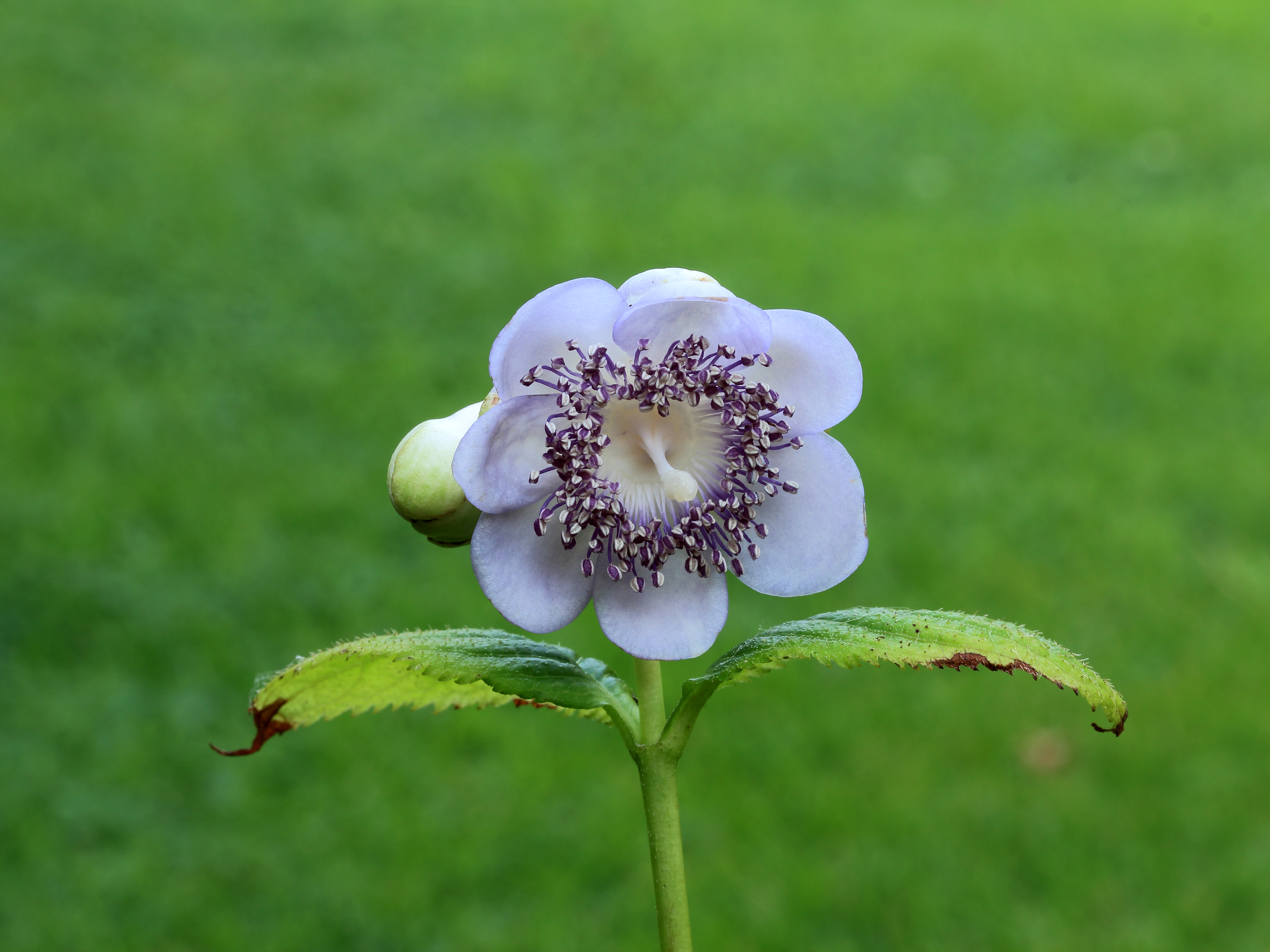 Deinanthe caerulea. Locatie Tuinreservaat Jonkervallei 03