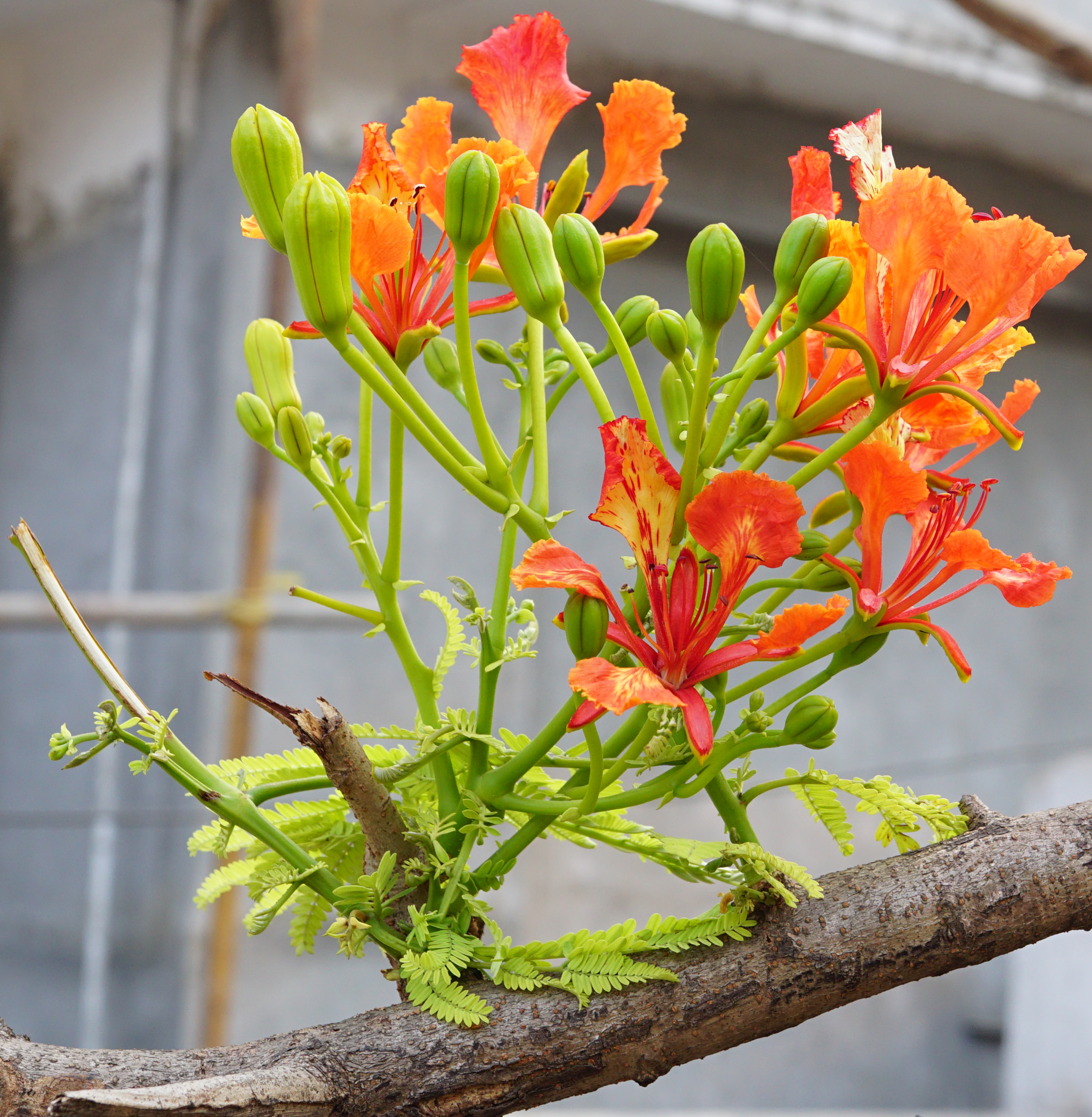 Delonix regia 09284