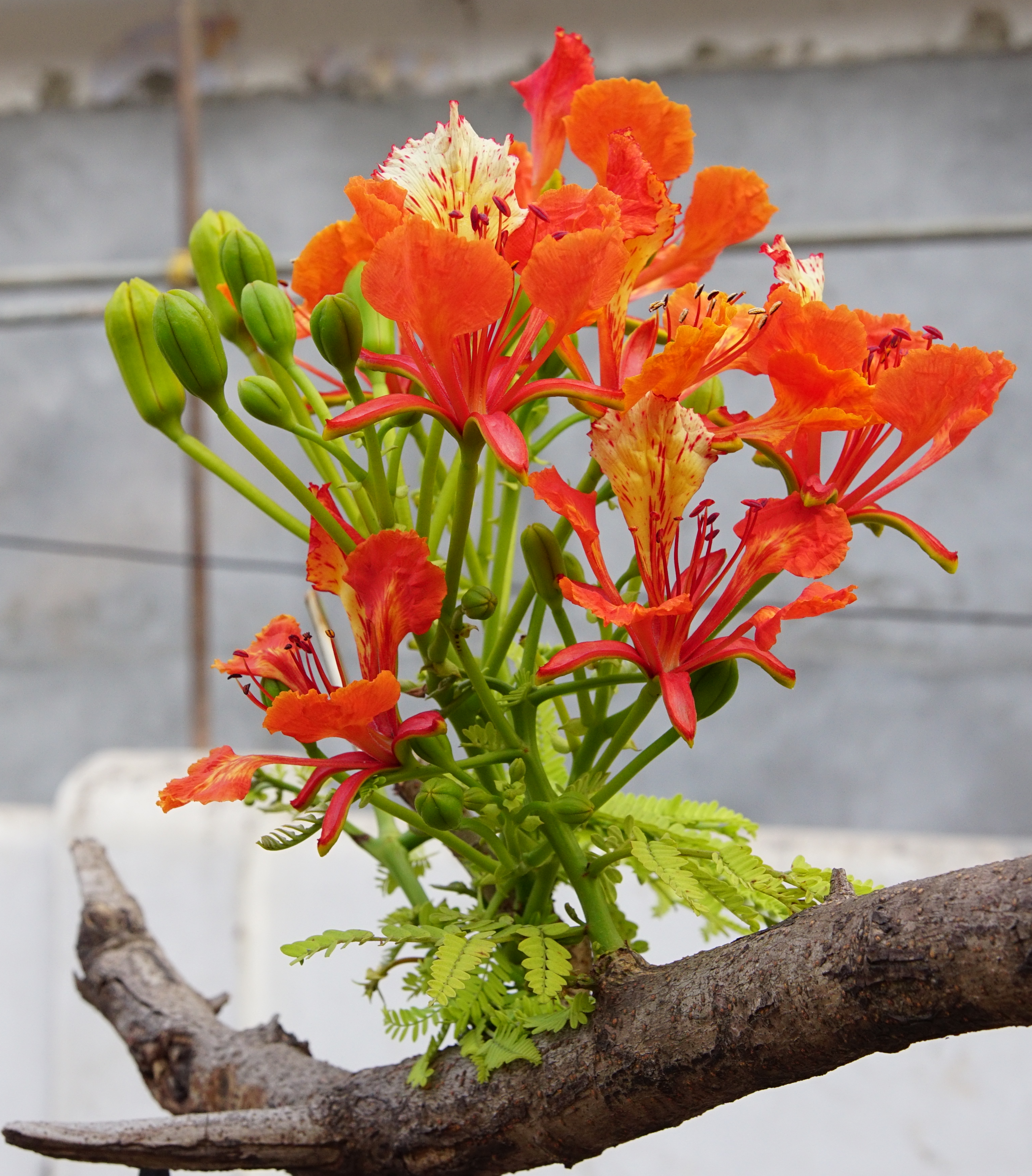 Delonix regia 09297