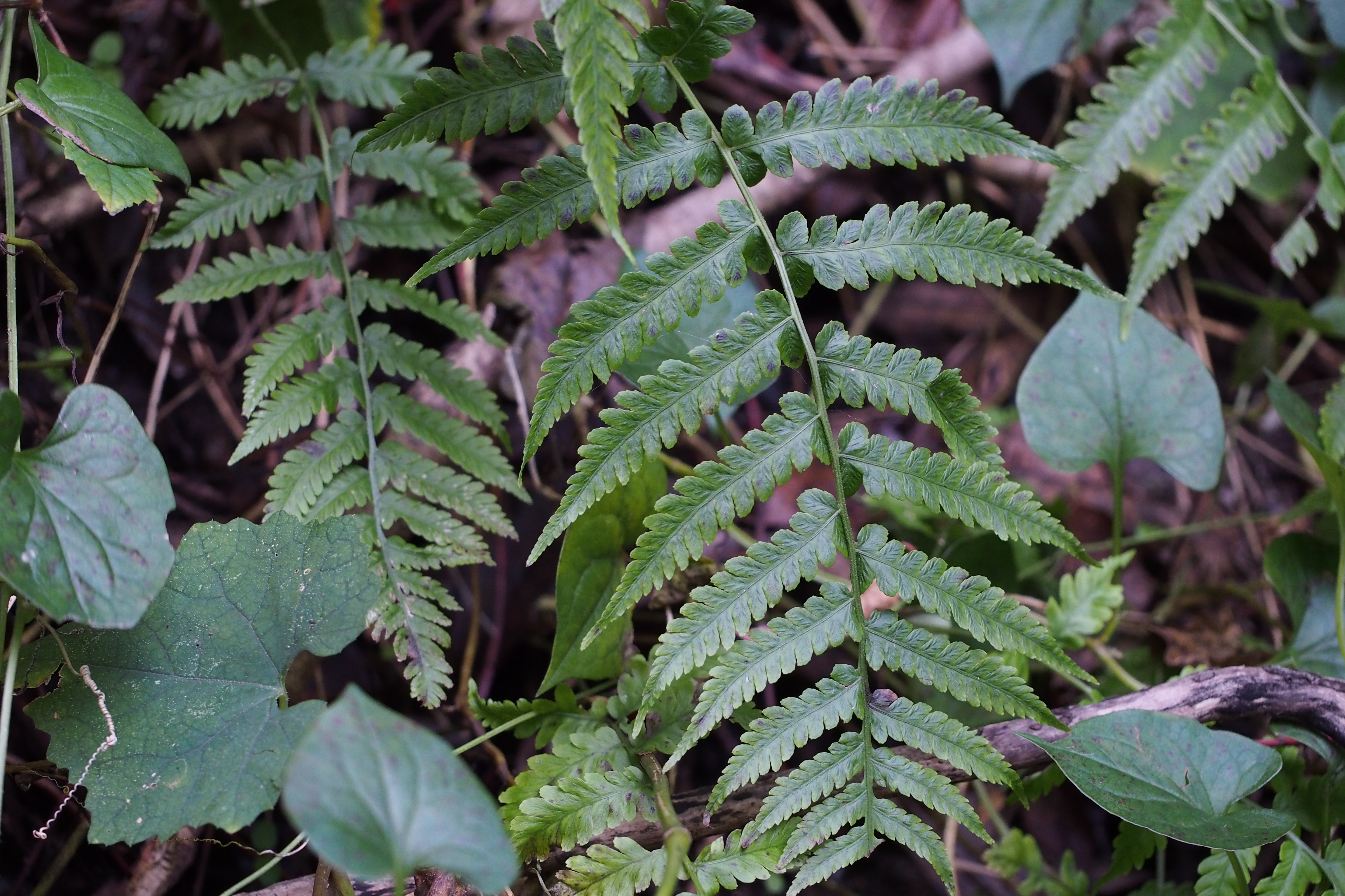 Deparia japonica (23675772615)