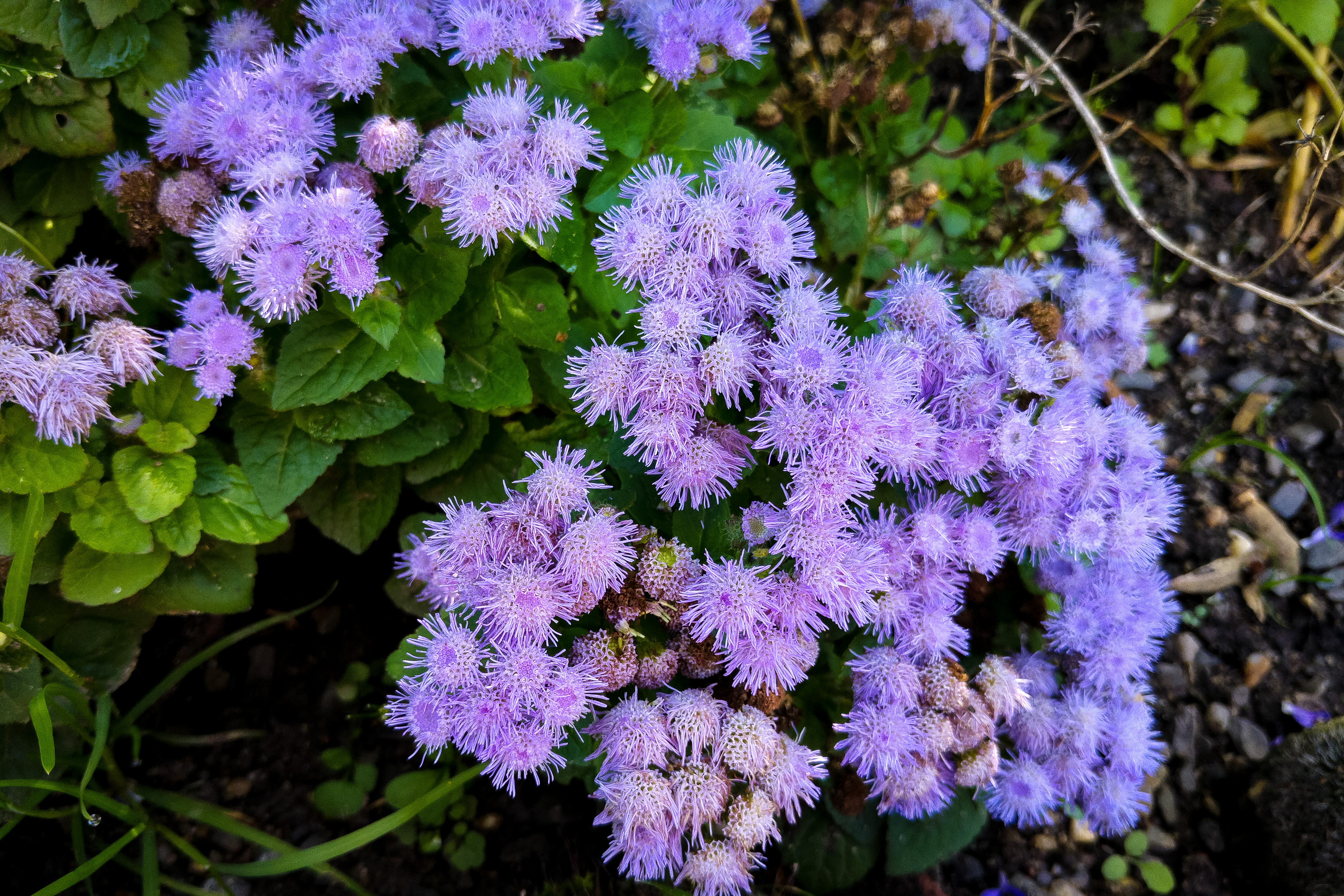 Der Gewöhnliche Leberbalsam, lat. Ageratum houstonianum 01