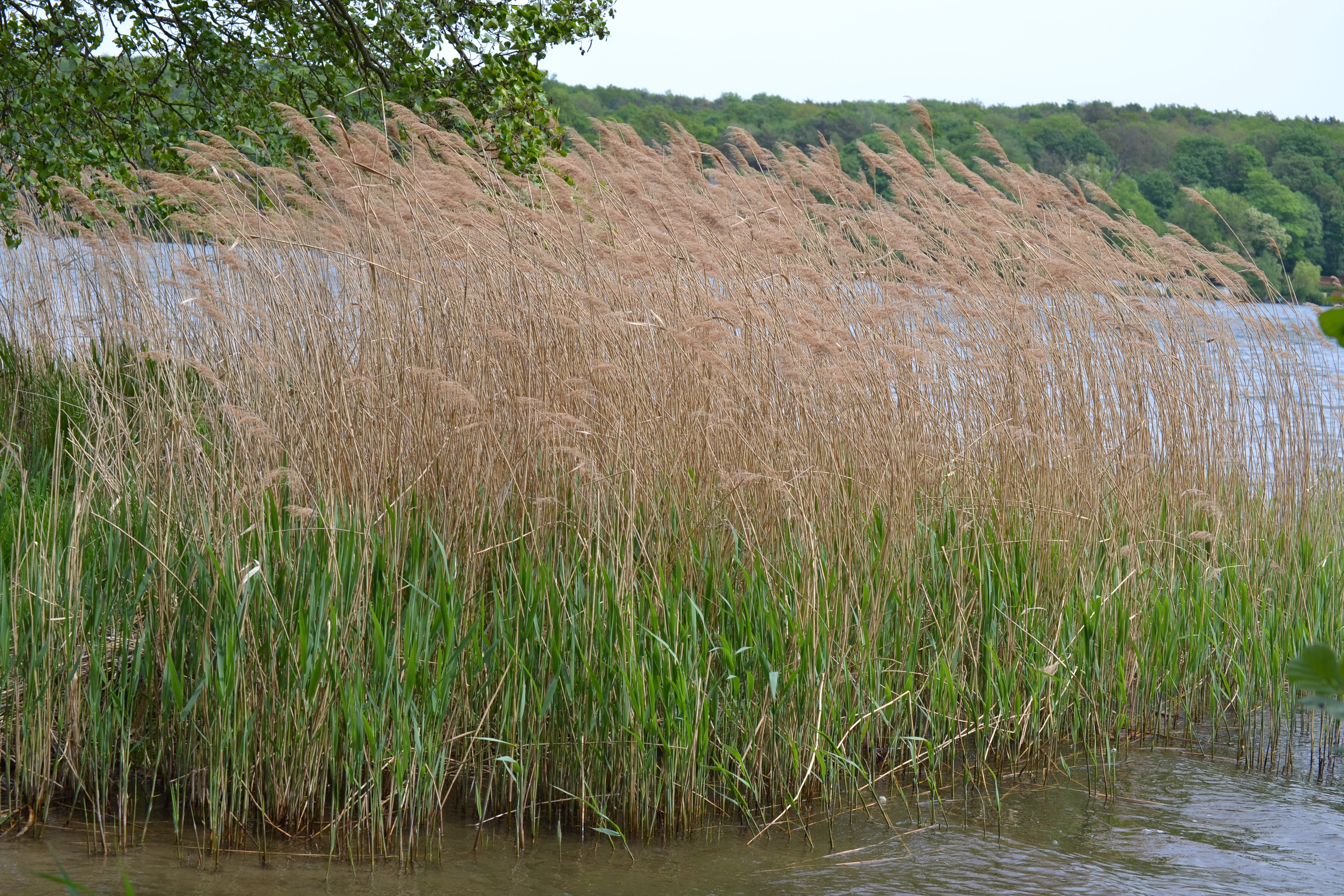 DEU-BB-LOS-Woltersdorf - Kalksee-Strand Richard-Wagner-Strasse Mai 2015 - 22