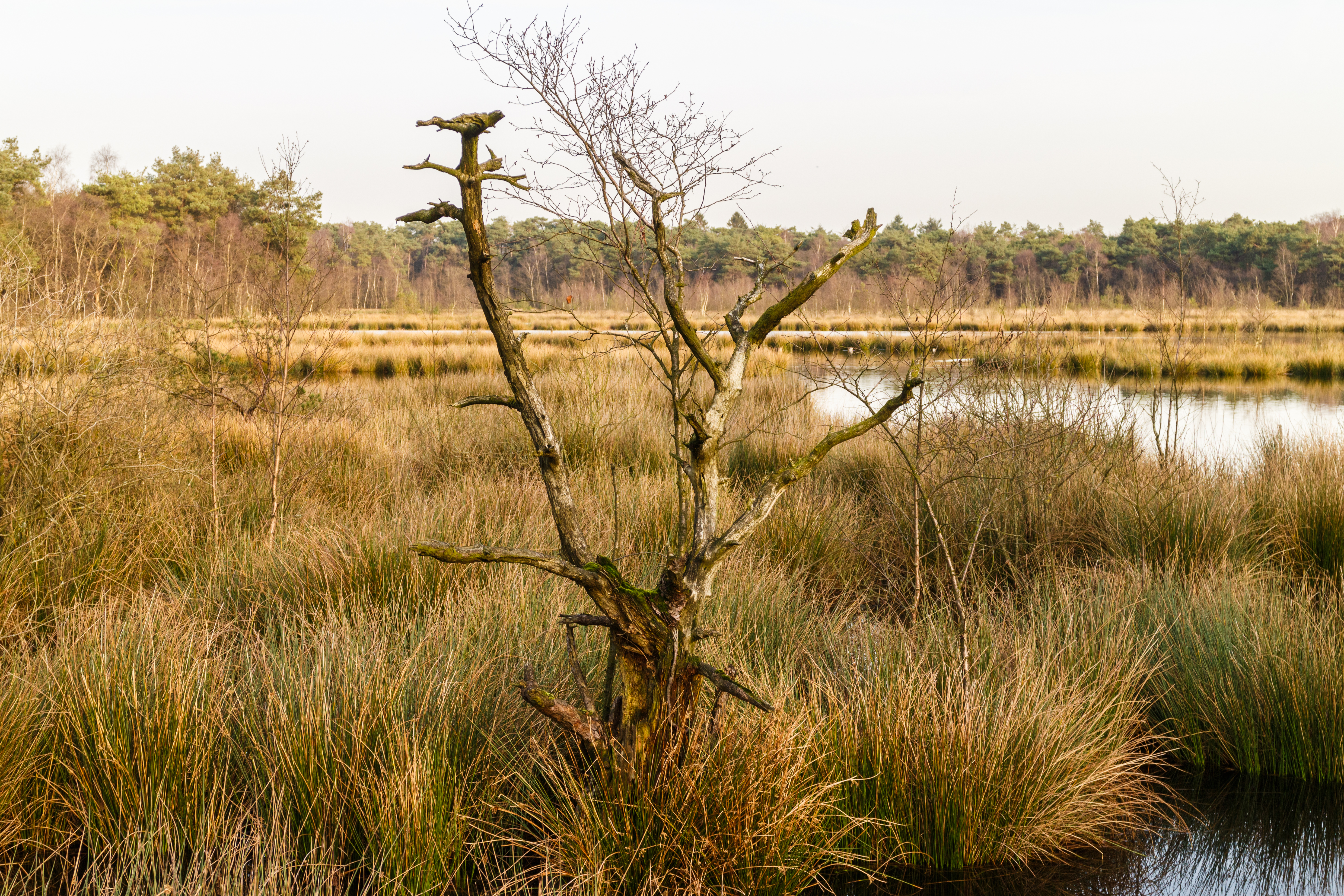 Diakonievene. Natuurgebied van It Fryske Gea 010