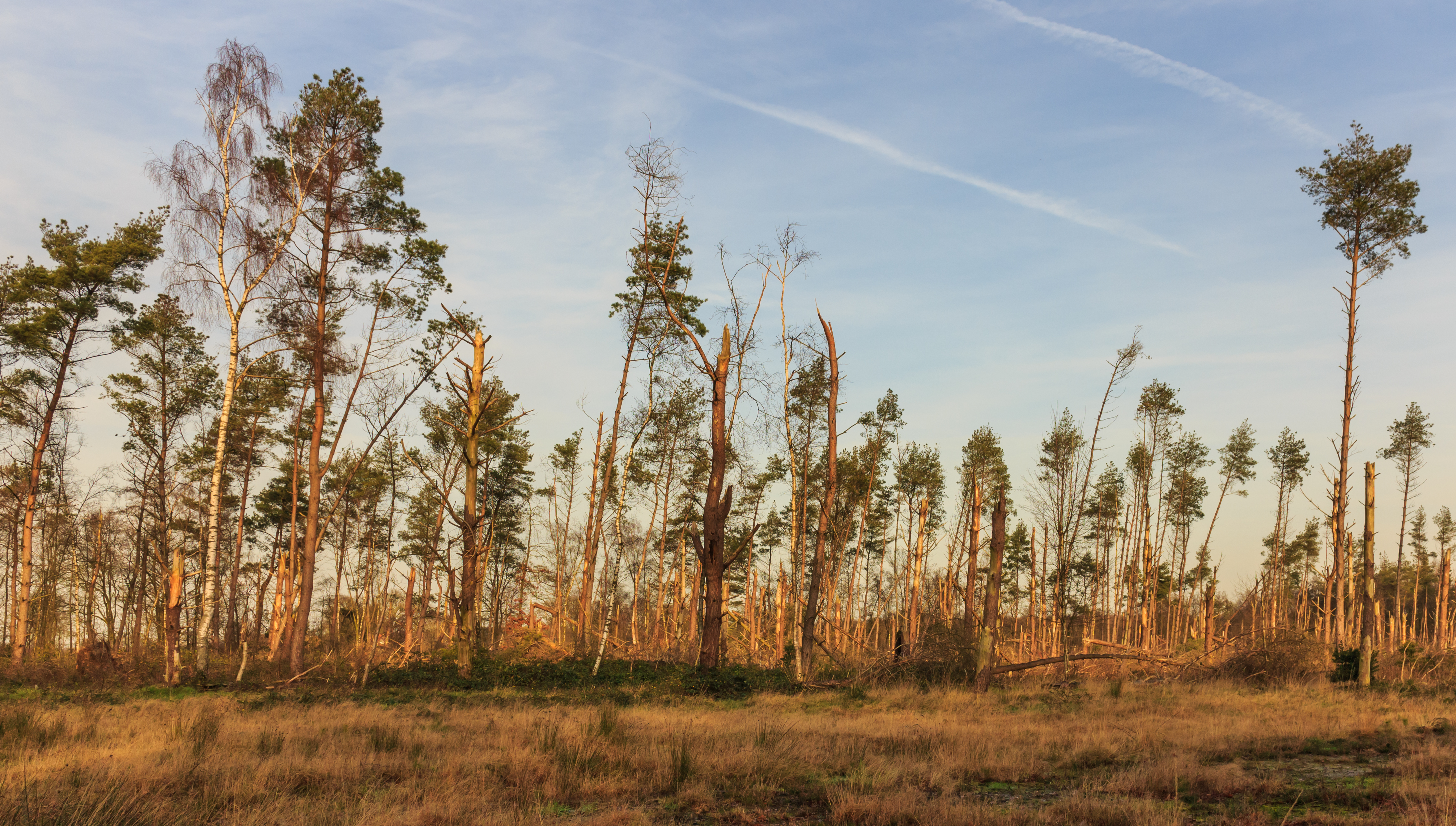 Diakonievene. Natuurgebied van It Fryske Gea 07