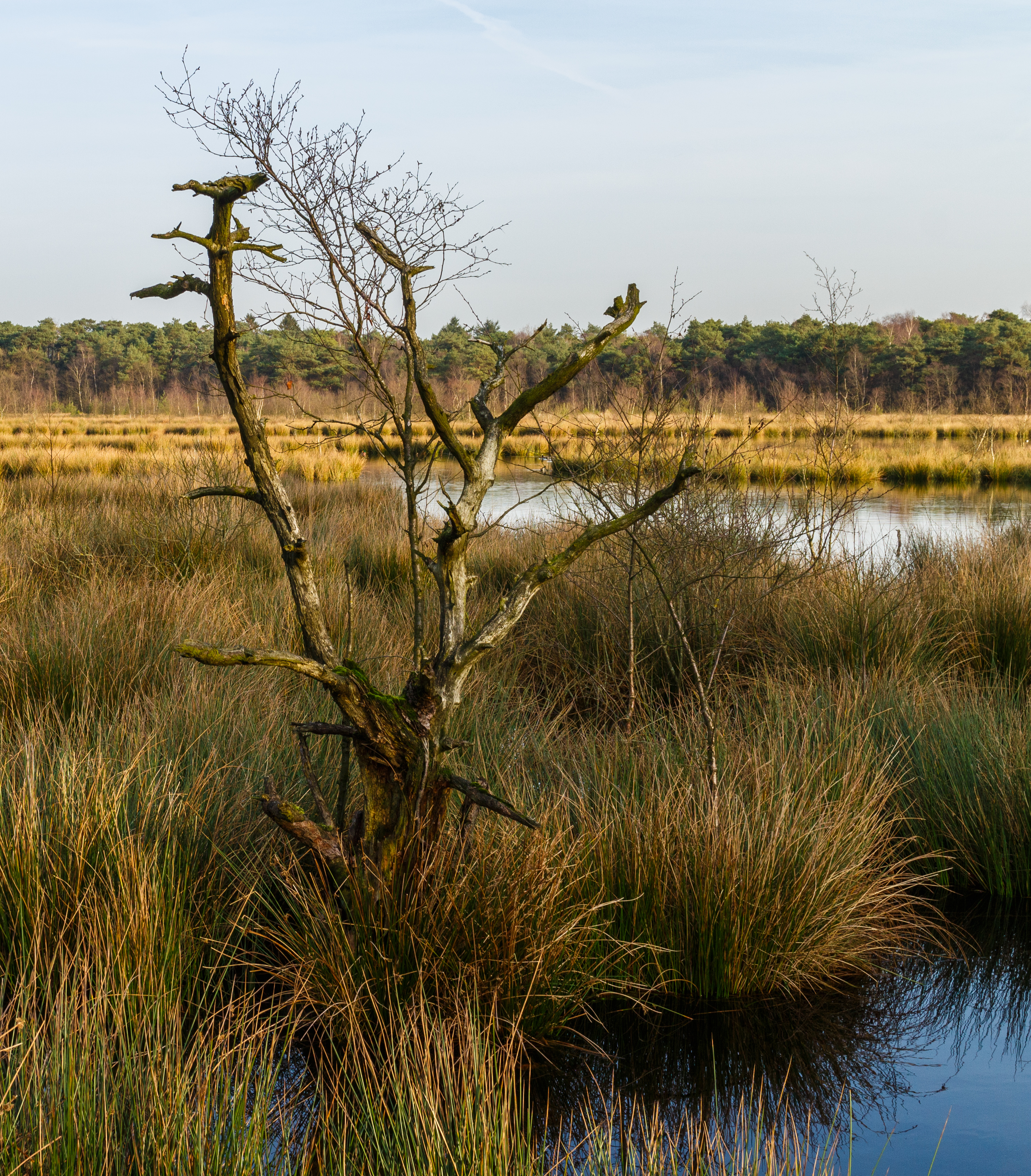 Diakonievene. Natuurgebied van It Fryske Gea 18