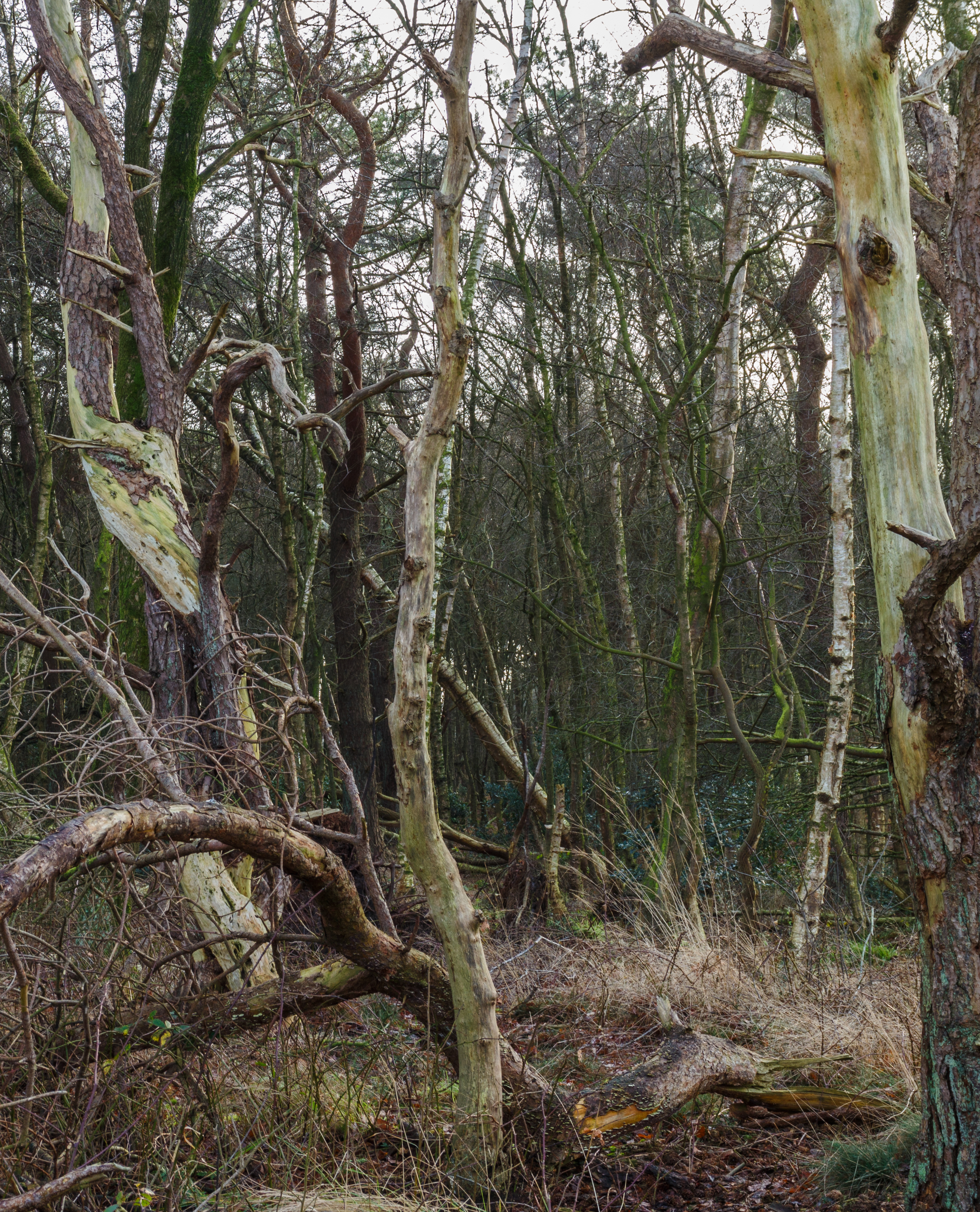 Diakonievene. Natuurgebied van It Fryske Gea 20