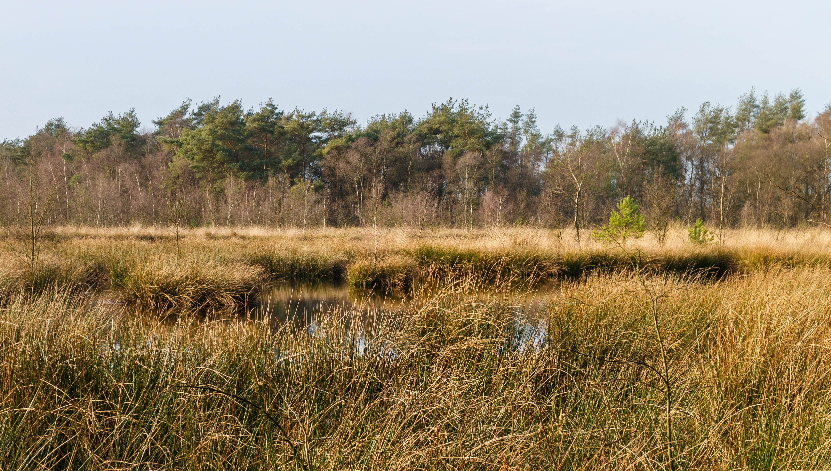 Diakonievene. Natuurgebied van It Fryske Gea 28