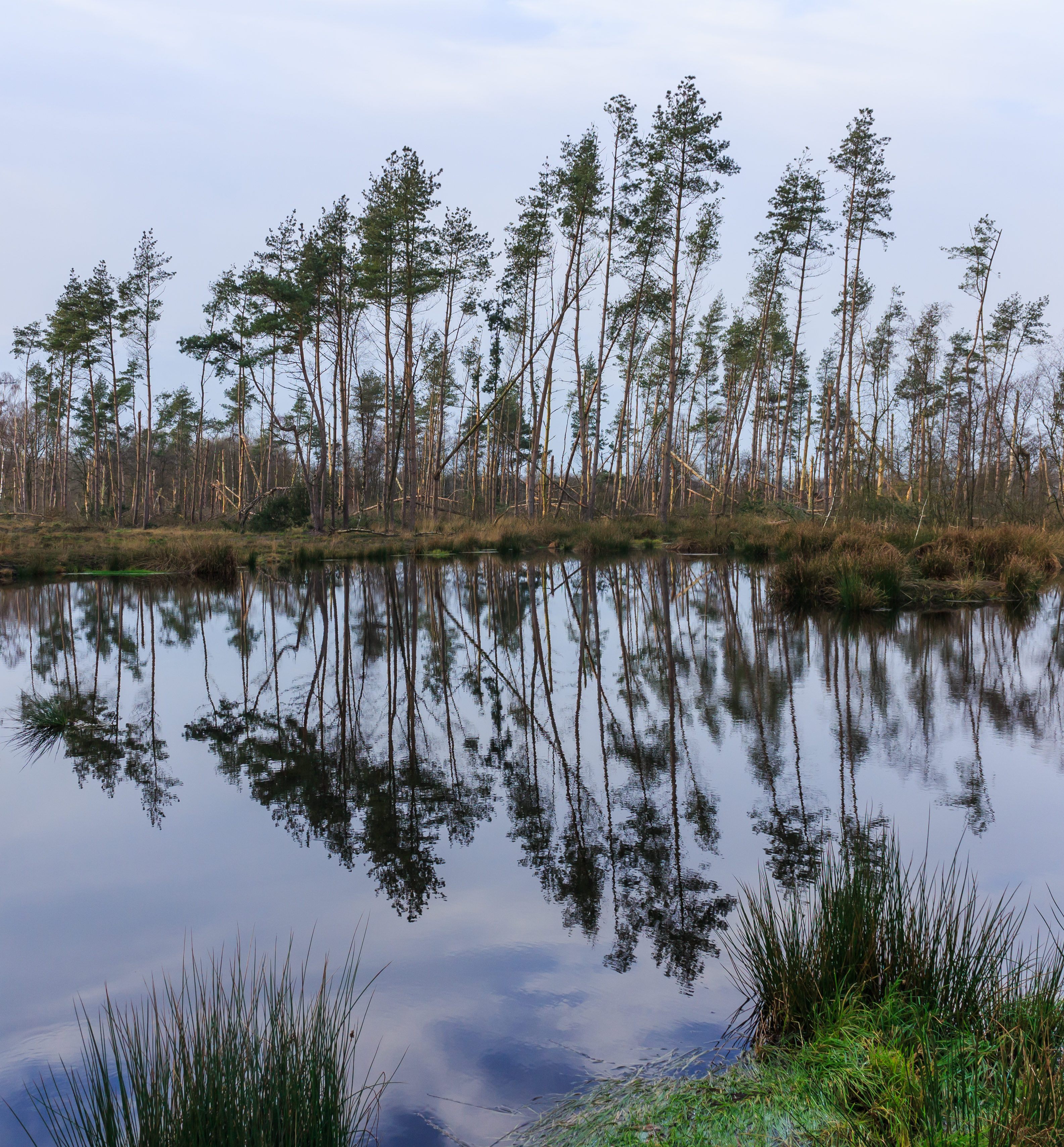 Diakonievene. Natuurgebied van It Fryske Gea 38
