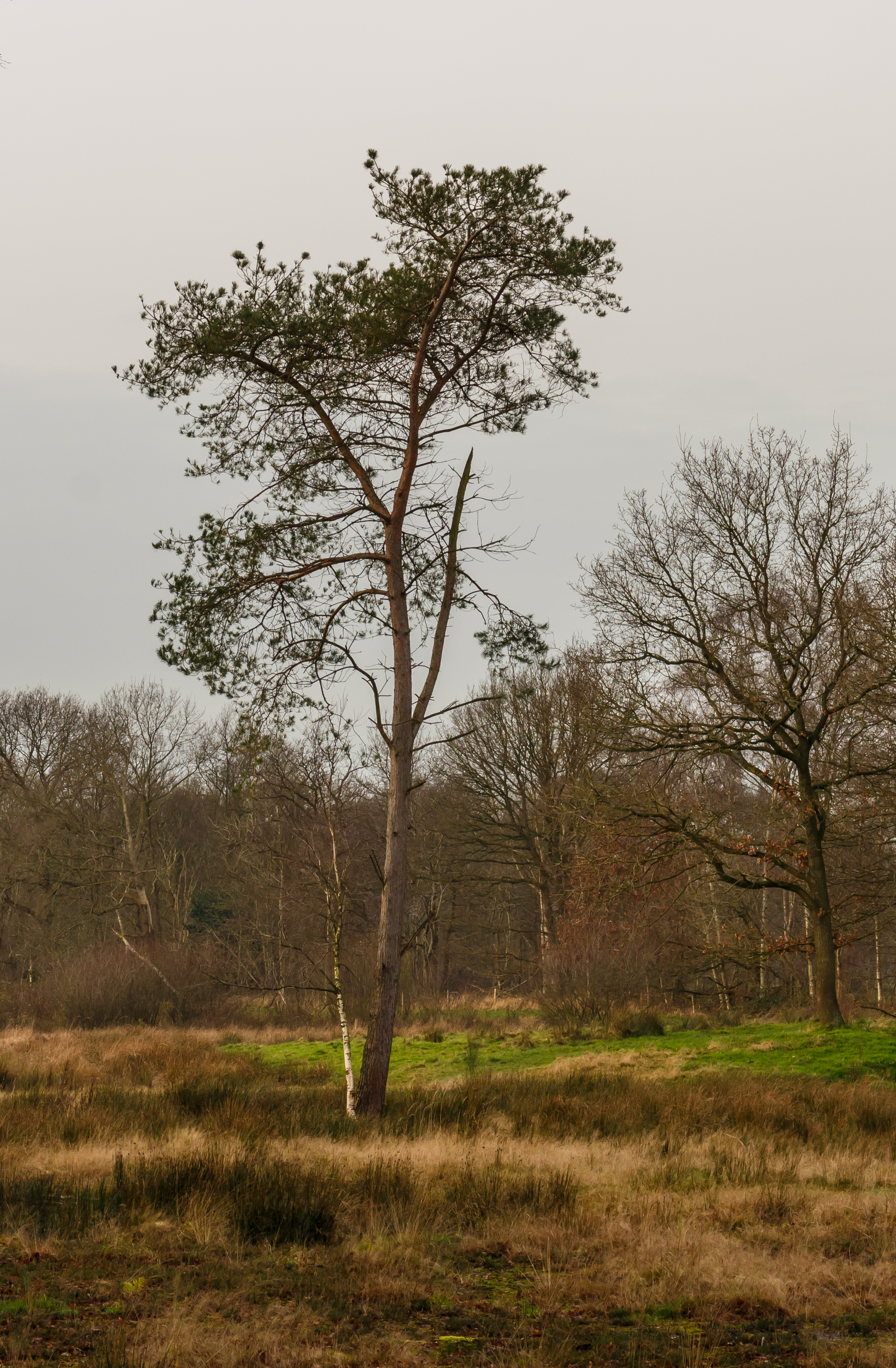 Diakonievene. Natuurgebied van It Fryske Gea 41