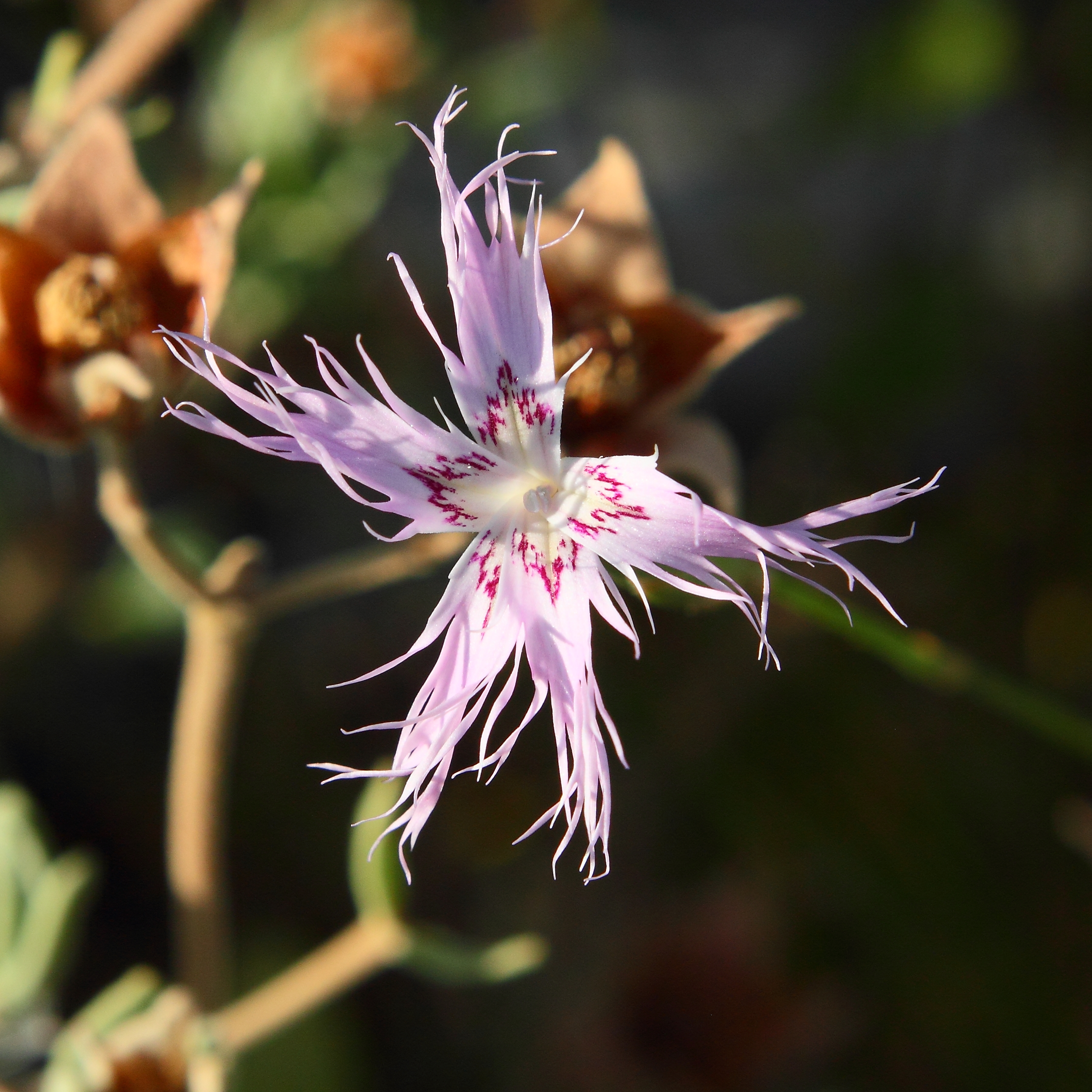 Dianthus broteri subsp. valentinus 04