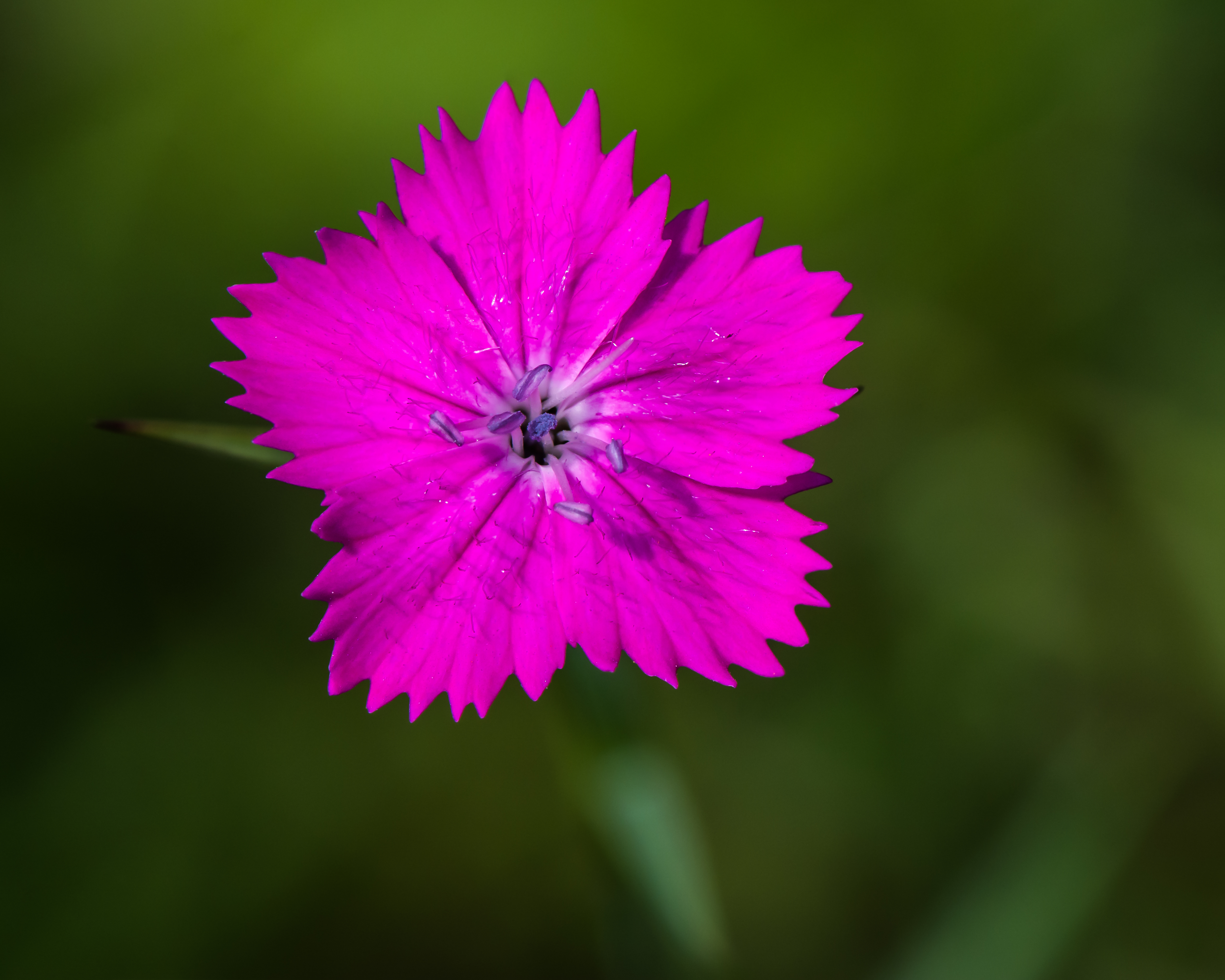 Dianthus carthusianorum Neulengbach 20160611 01