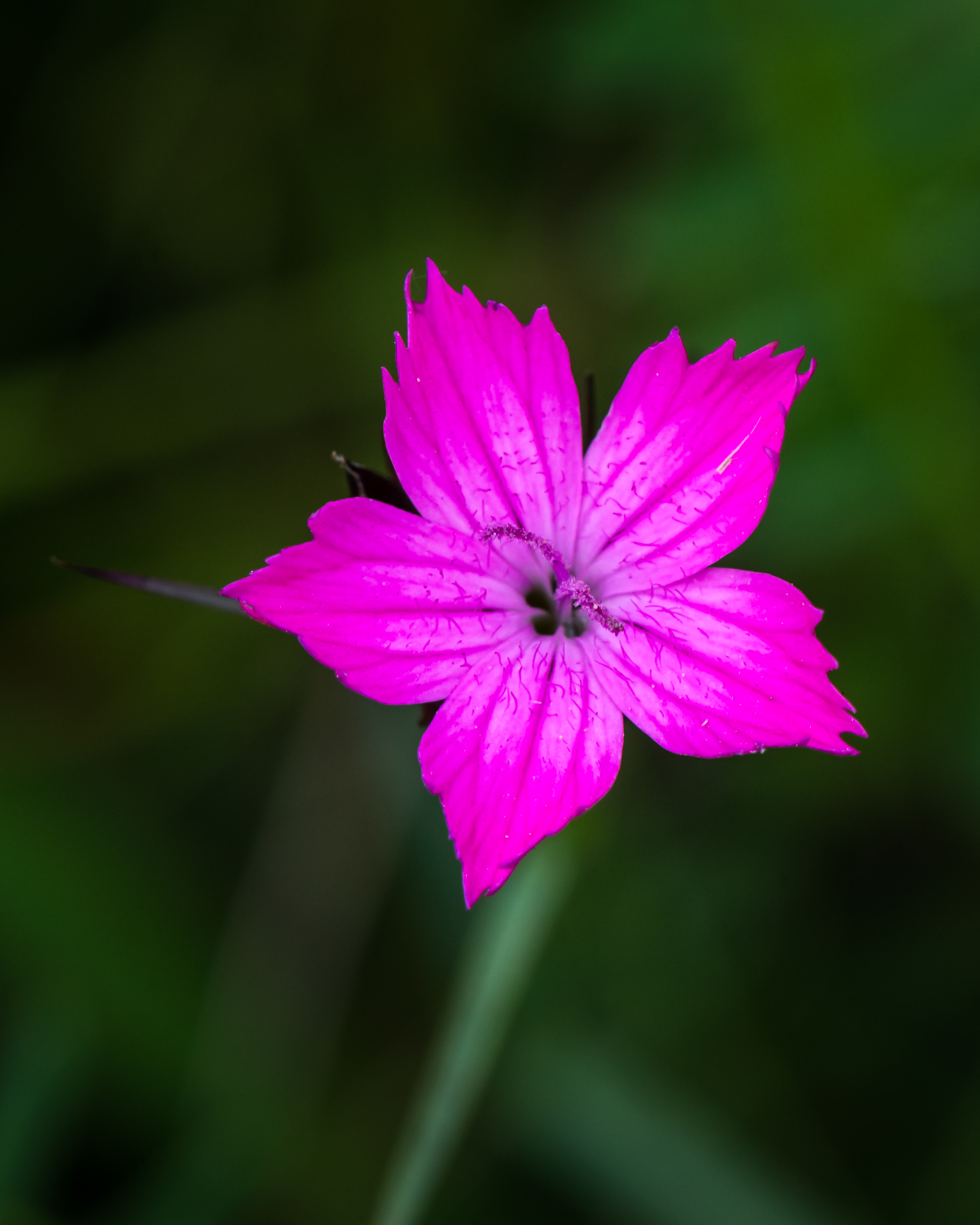 Dianthus carthusianorum Neulengbach 20160611 03