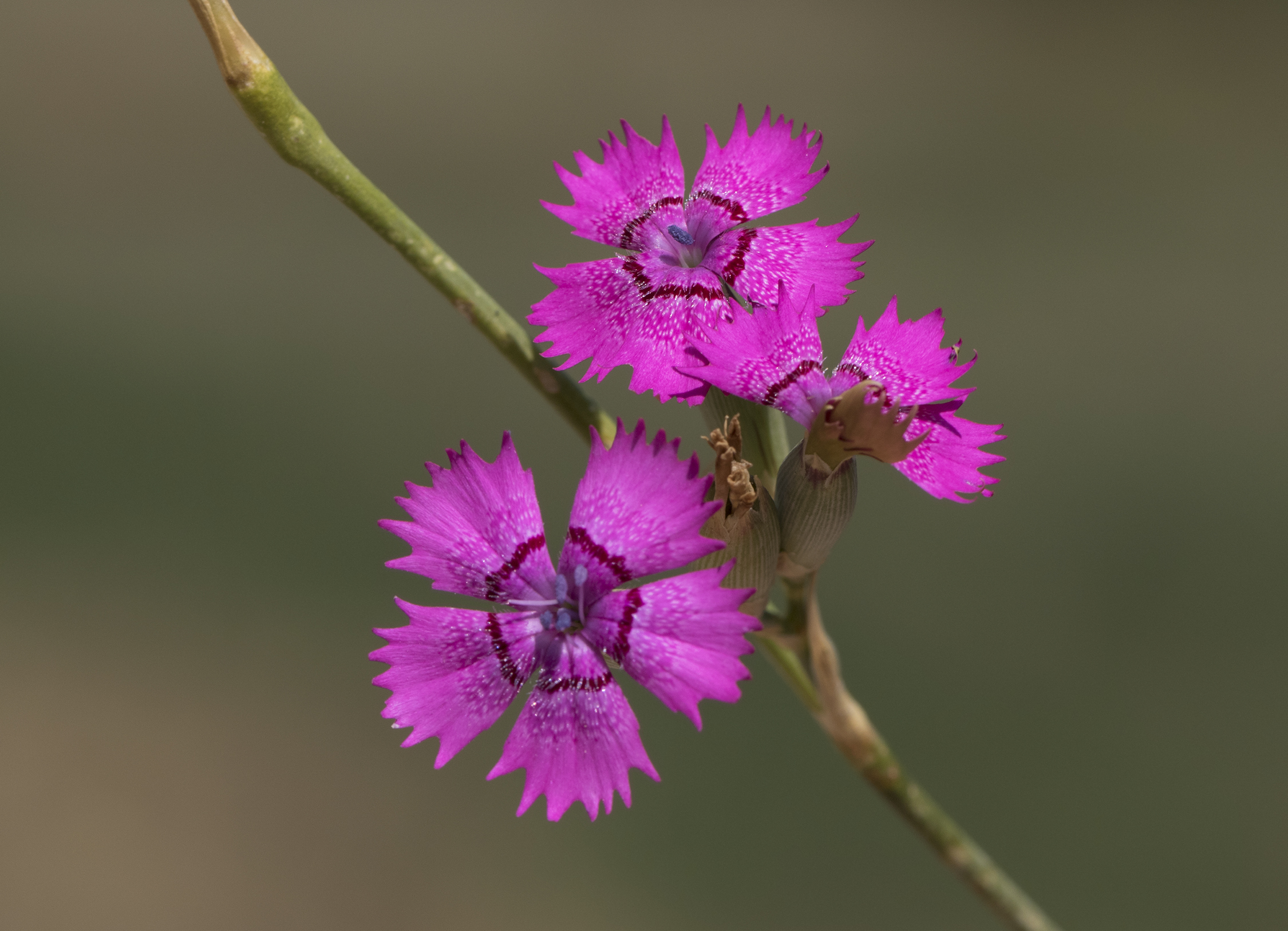 Dianthus zonatus - Halkalı karanfil 02