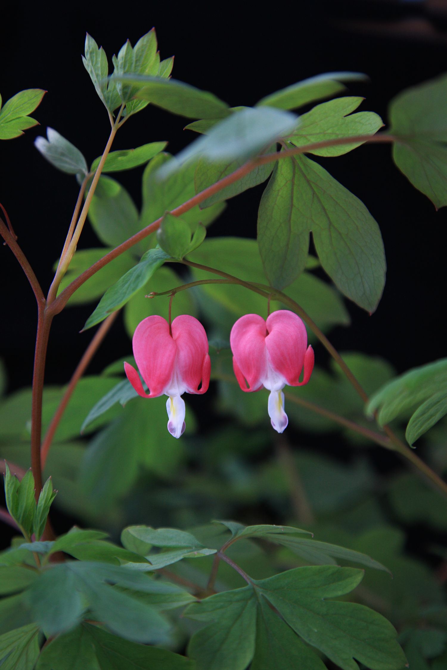 Dicentra Spectabilis