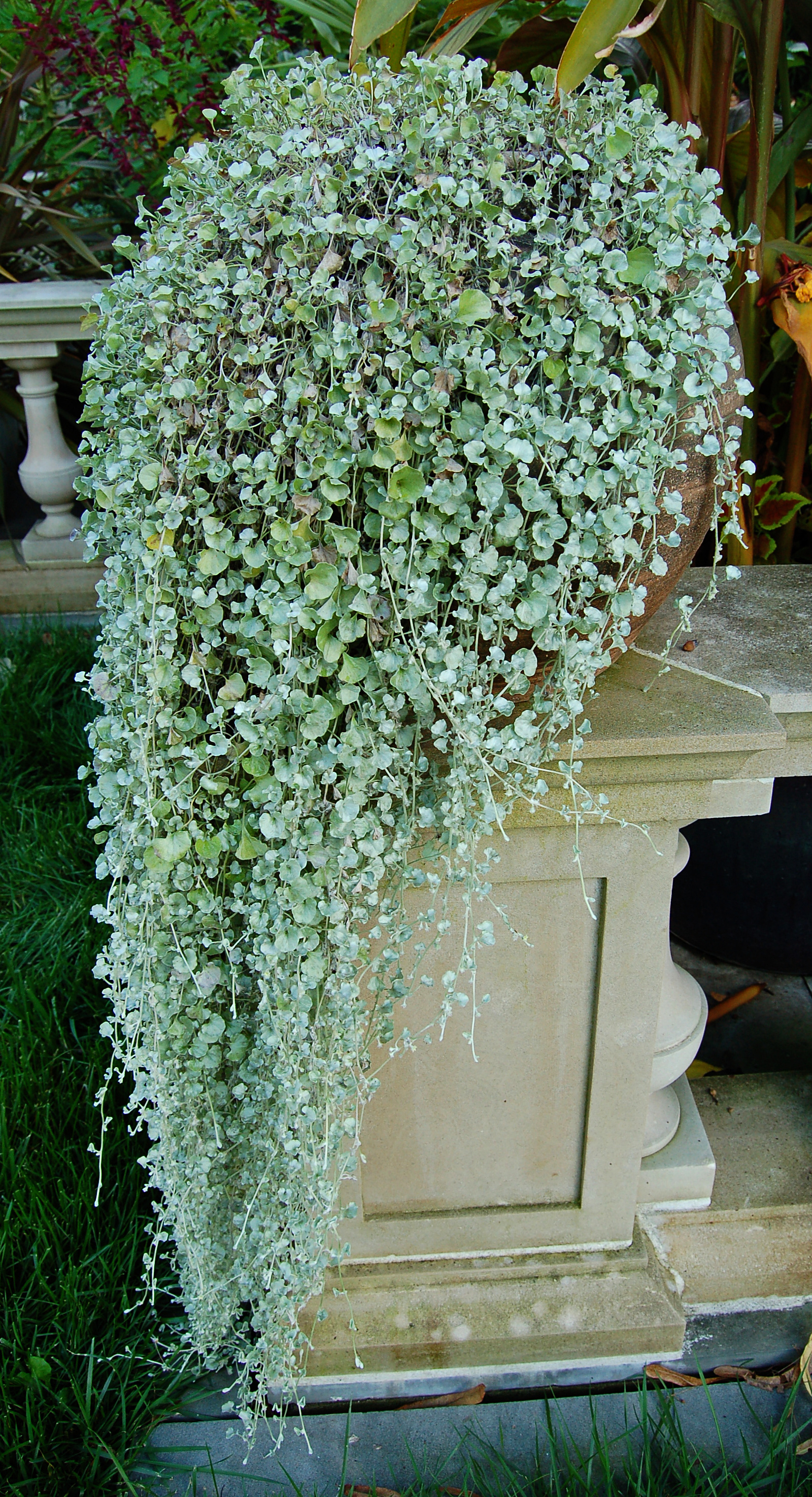 Dichondra 'Silver Falls' Pot 1600px