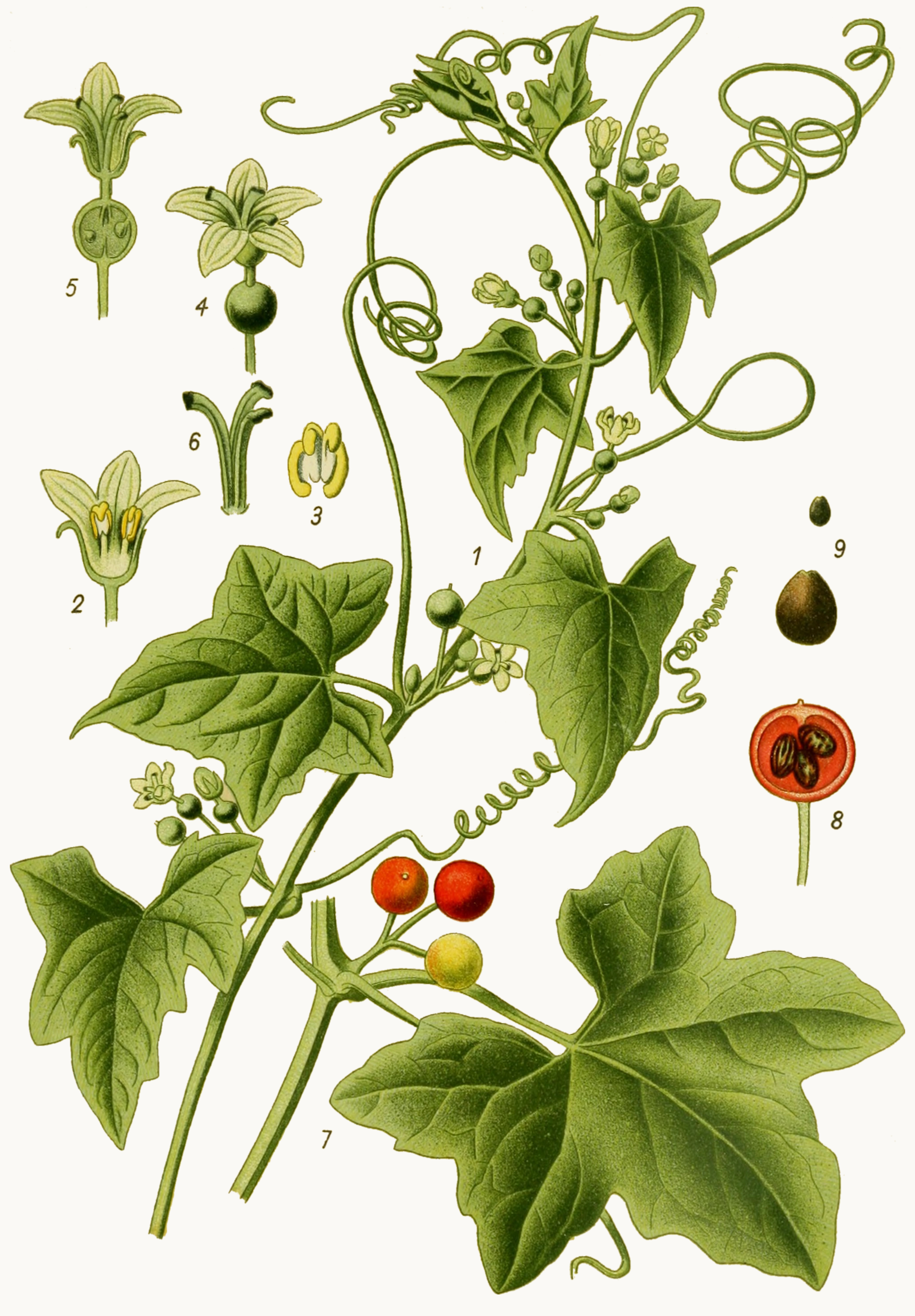 Die Giftpflanzen Deutschlands (1910) (20916768552)