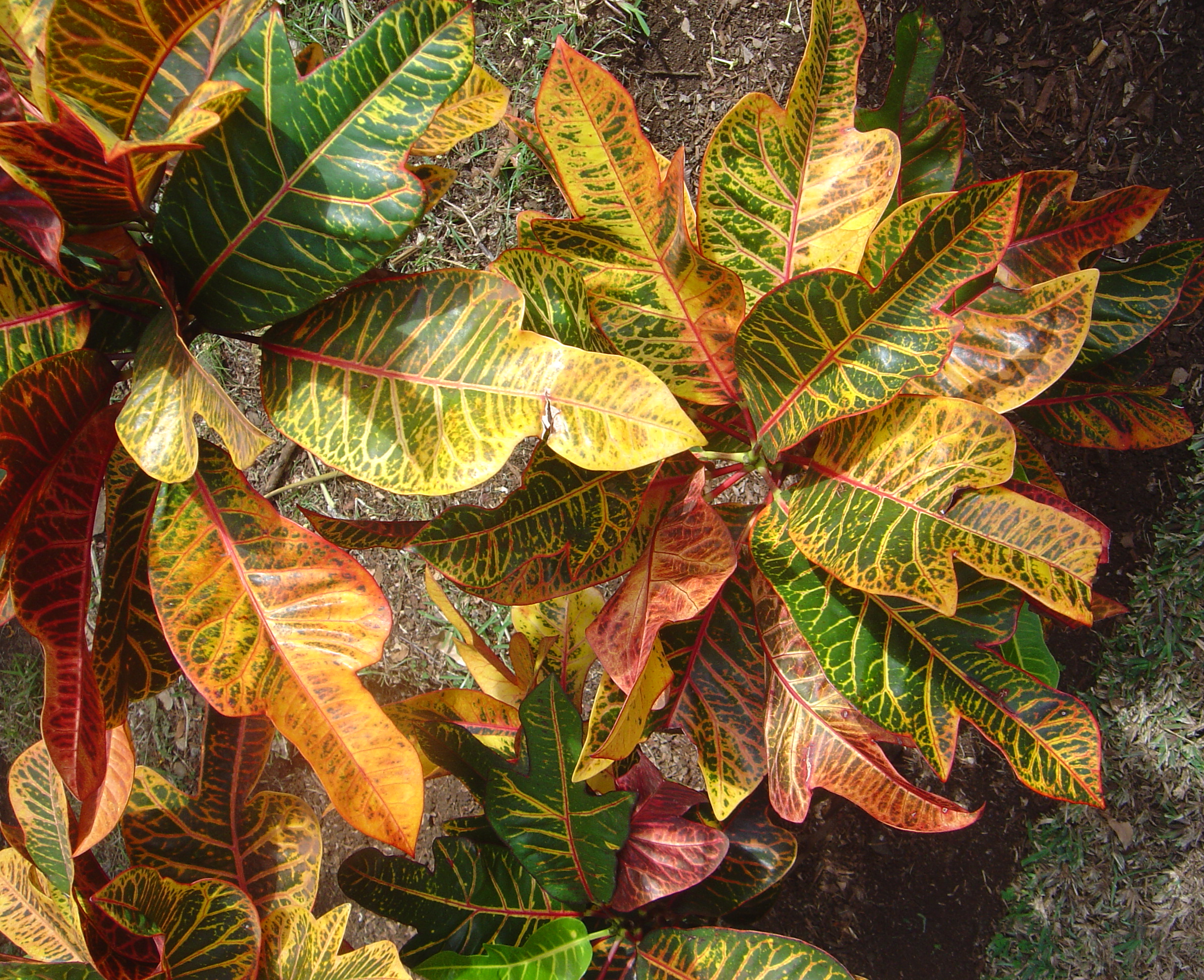 Dieffenbachia dsc07295