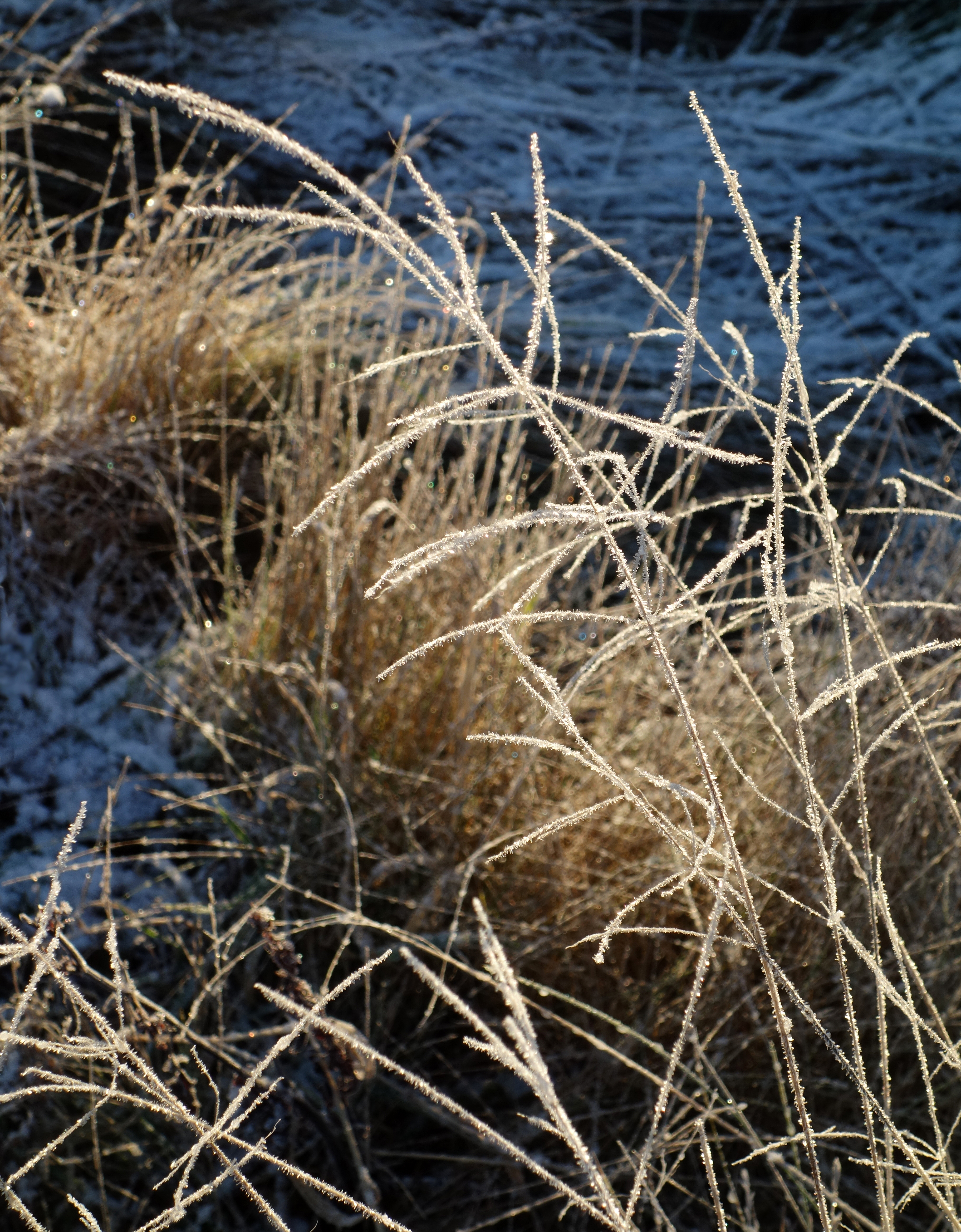 Different versions of grass with frost