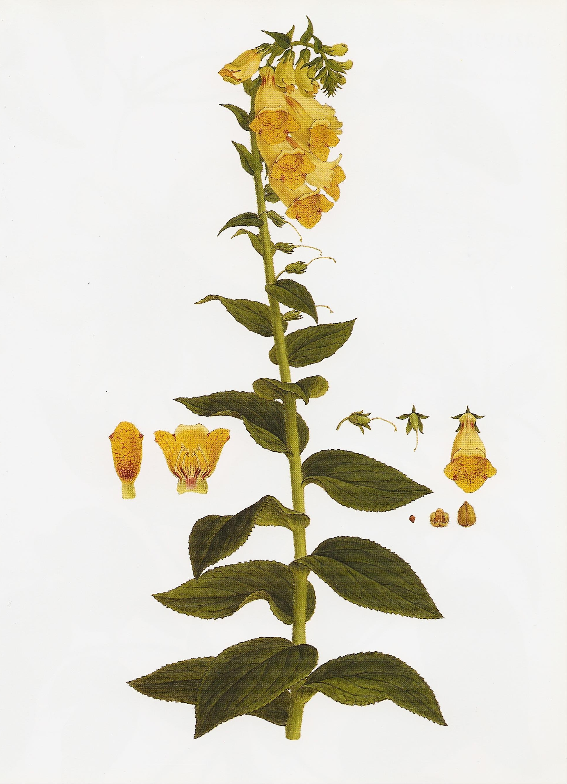 Digitalis grandiflora RHS
