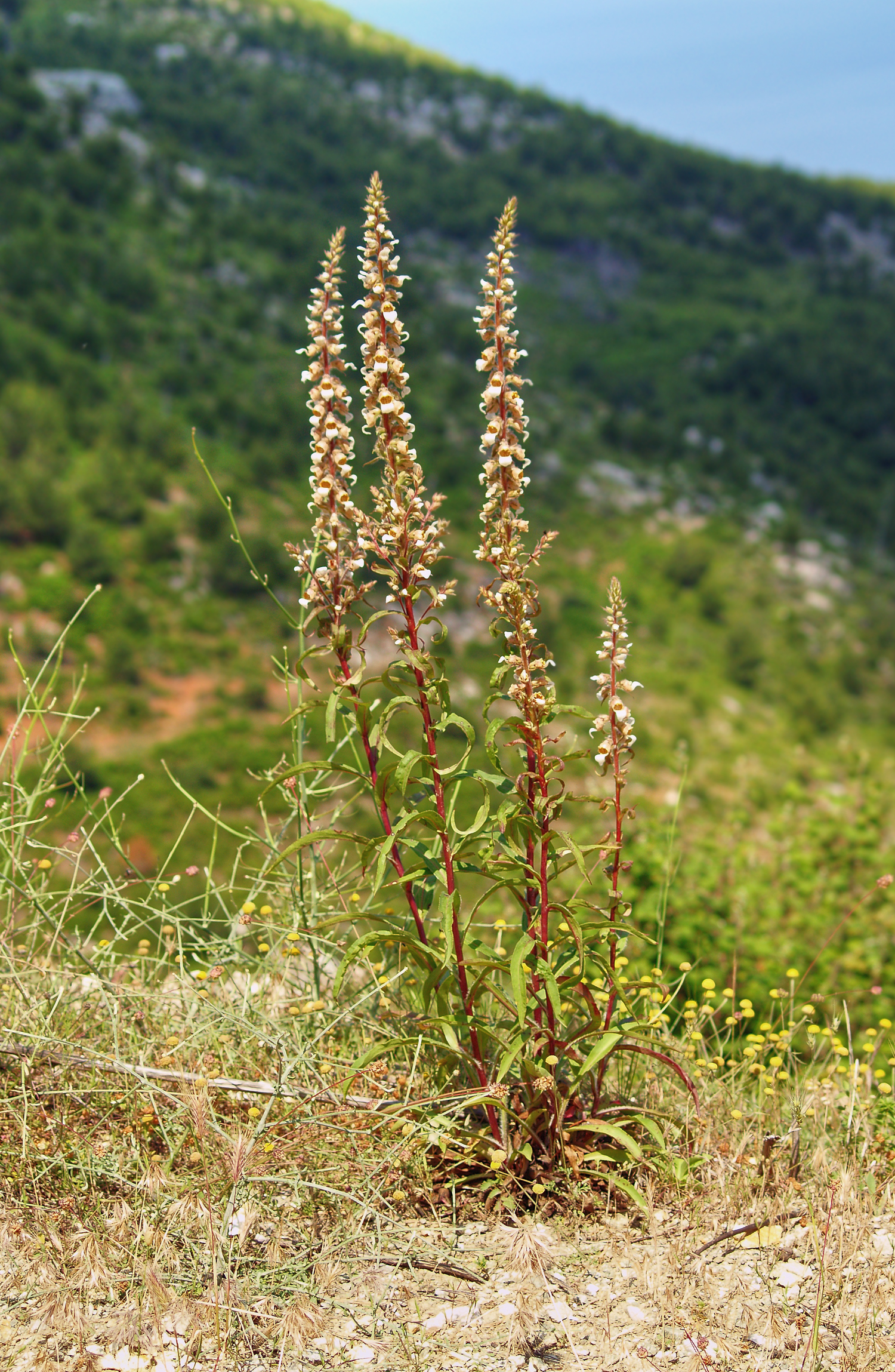 Digitalis lanata LC0053