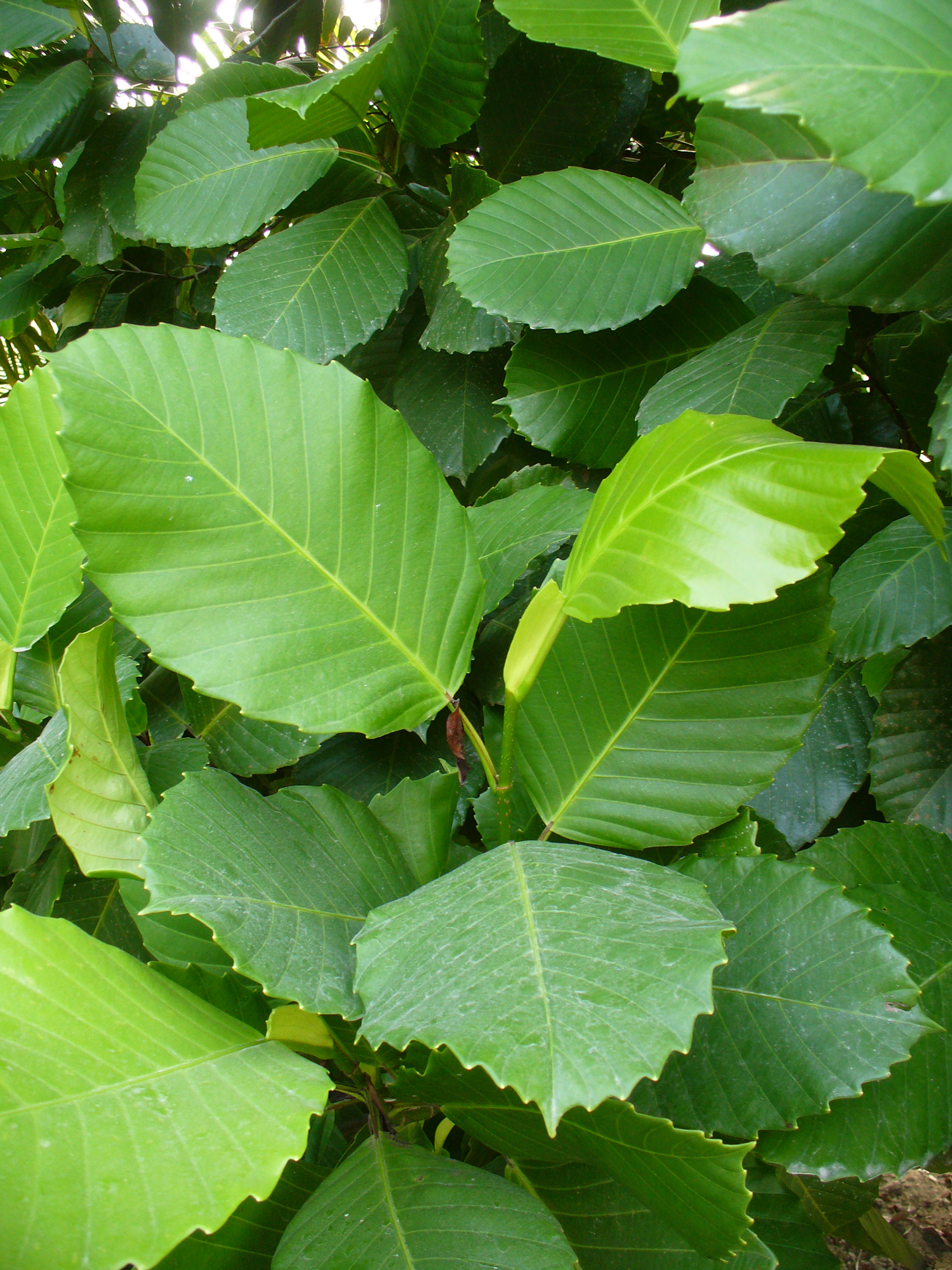 Dillenia philippinensis (Scott Zona) 001