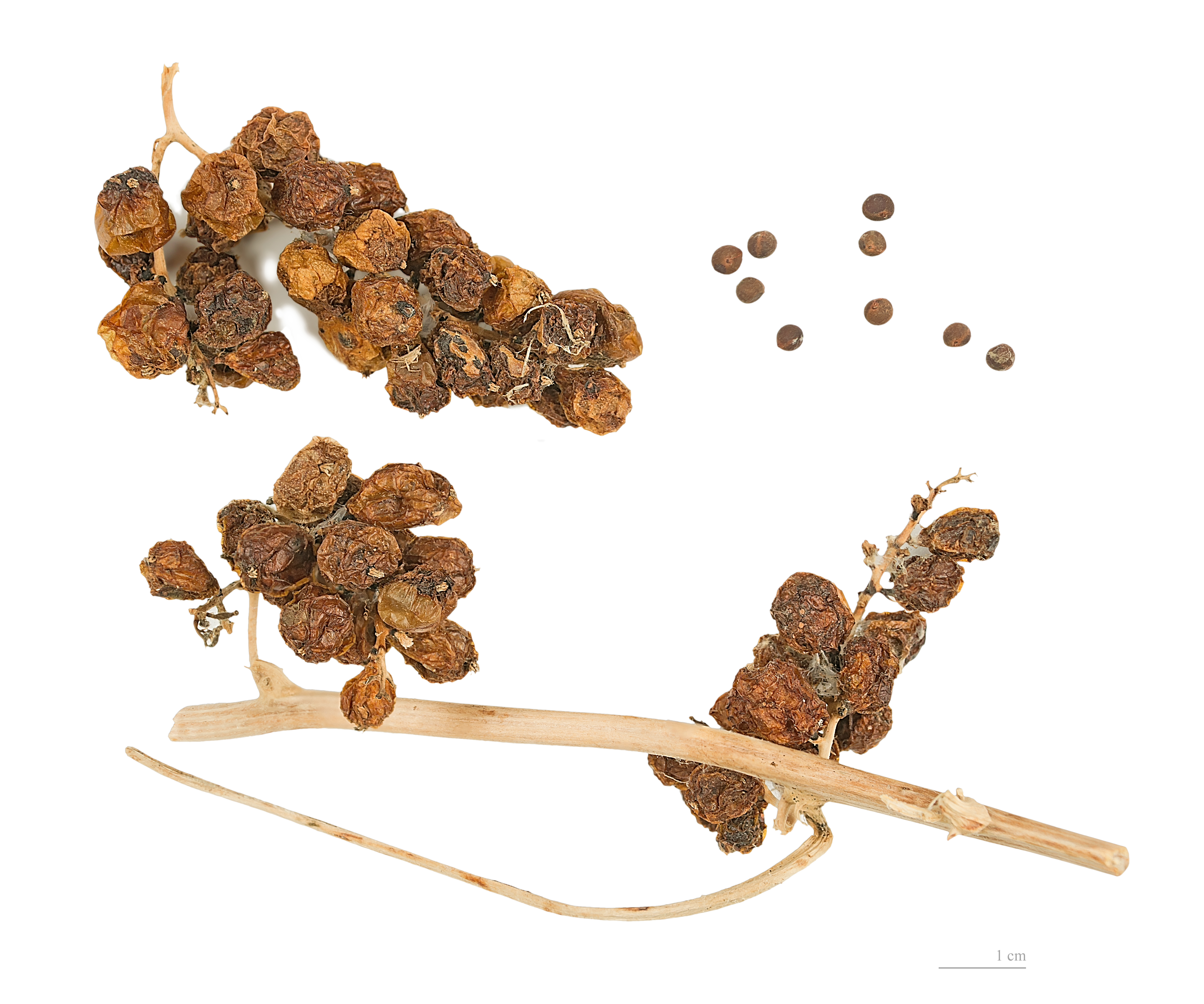 Dioscorea communis MHNT.BOT.2004.0.790