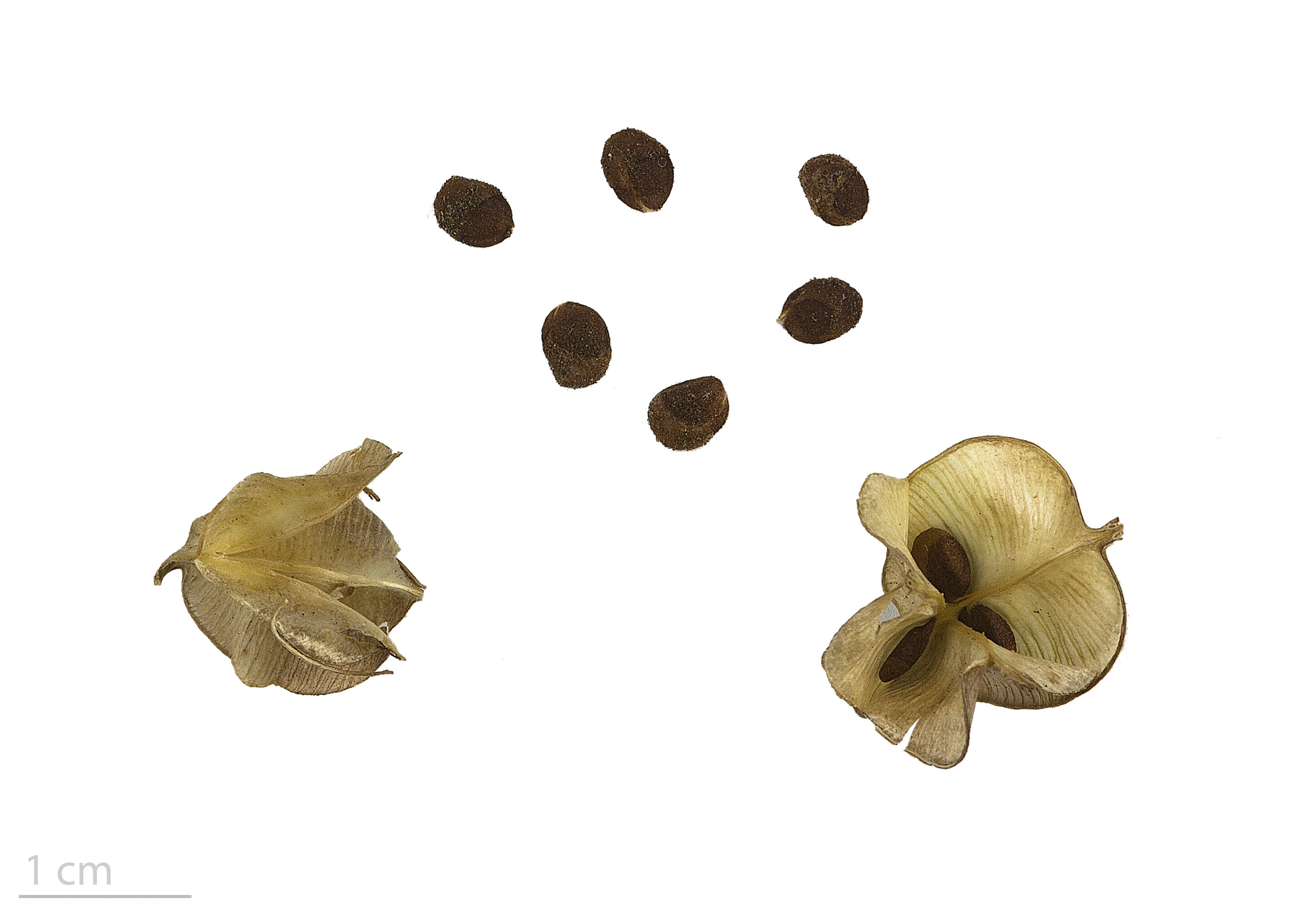 Dioscorea pyrenaica MHNT.BOT.2016.24.50