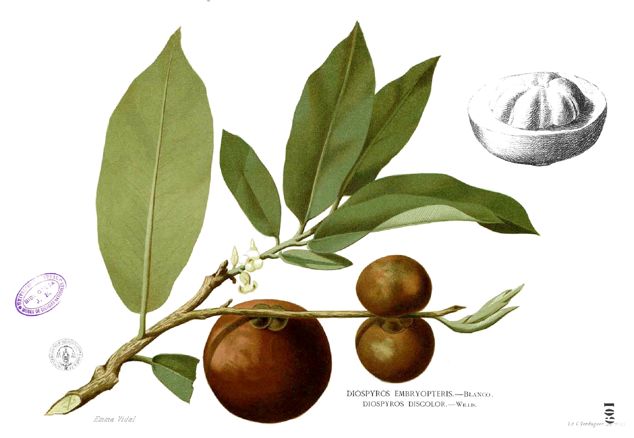 Diospyros blancoi Blanco1.109